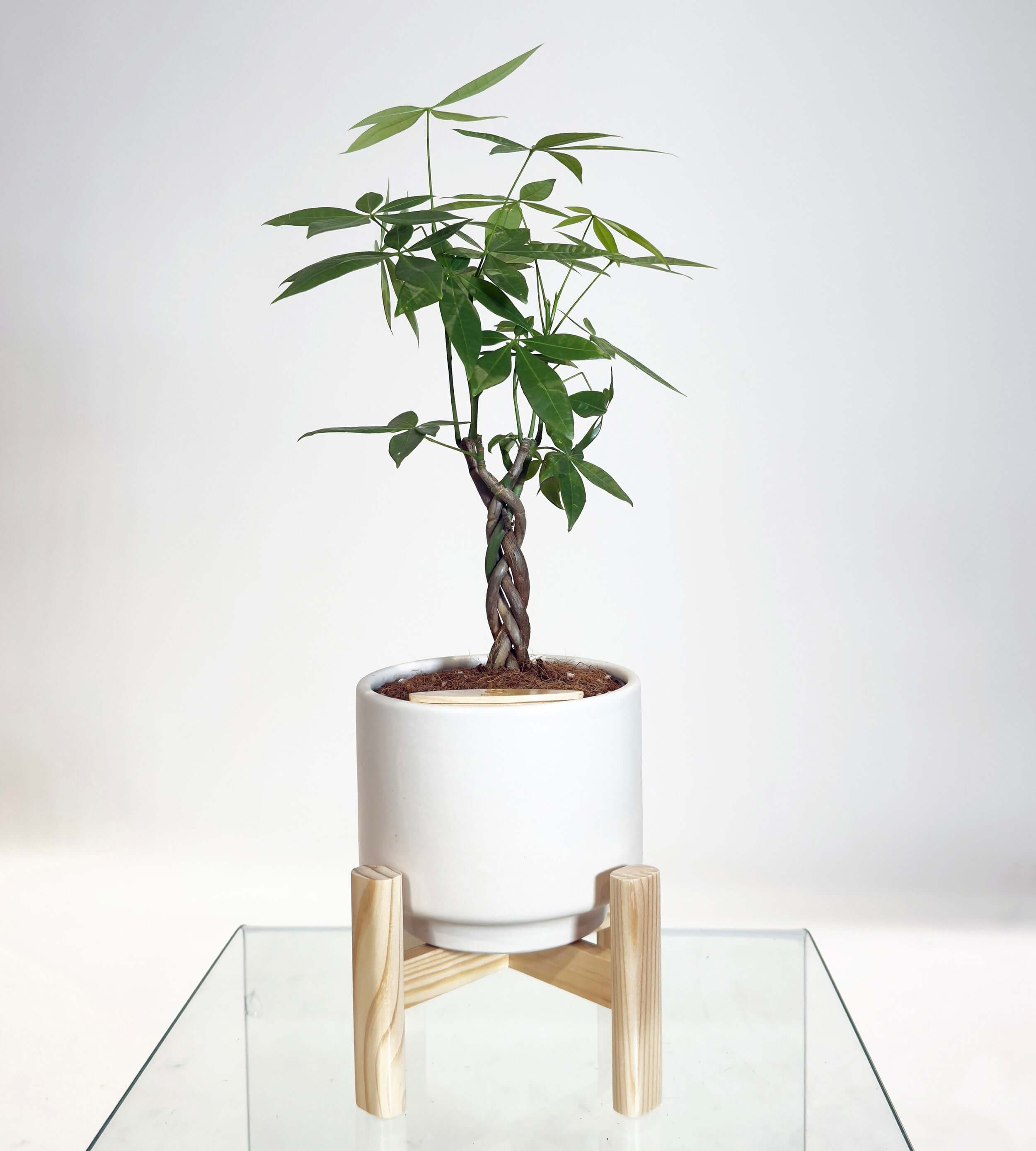 [PRE ORDER] Money Tree (Pachira Aquatica) in a handmade ceramic pot on a wooden stand.