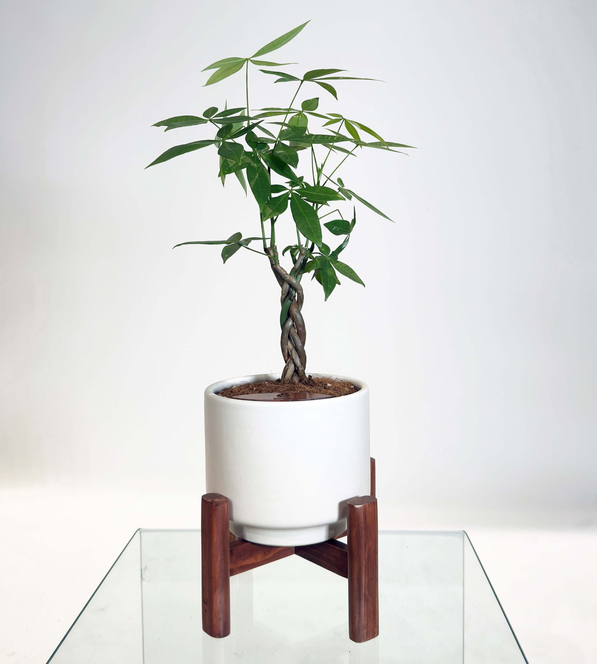 [PRE ORDER] Money Tree (Pachira Aquatica) in a handmade ceramic self watering pot on a stand.