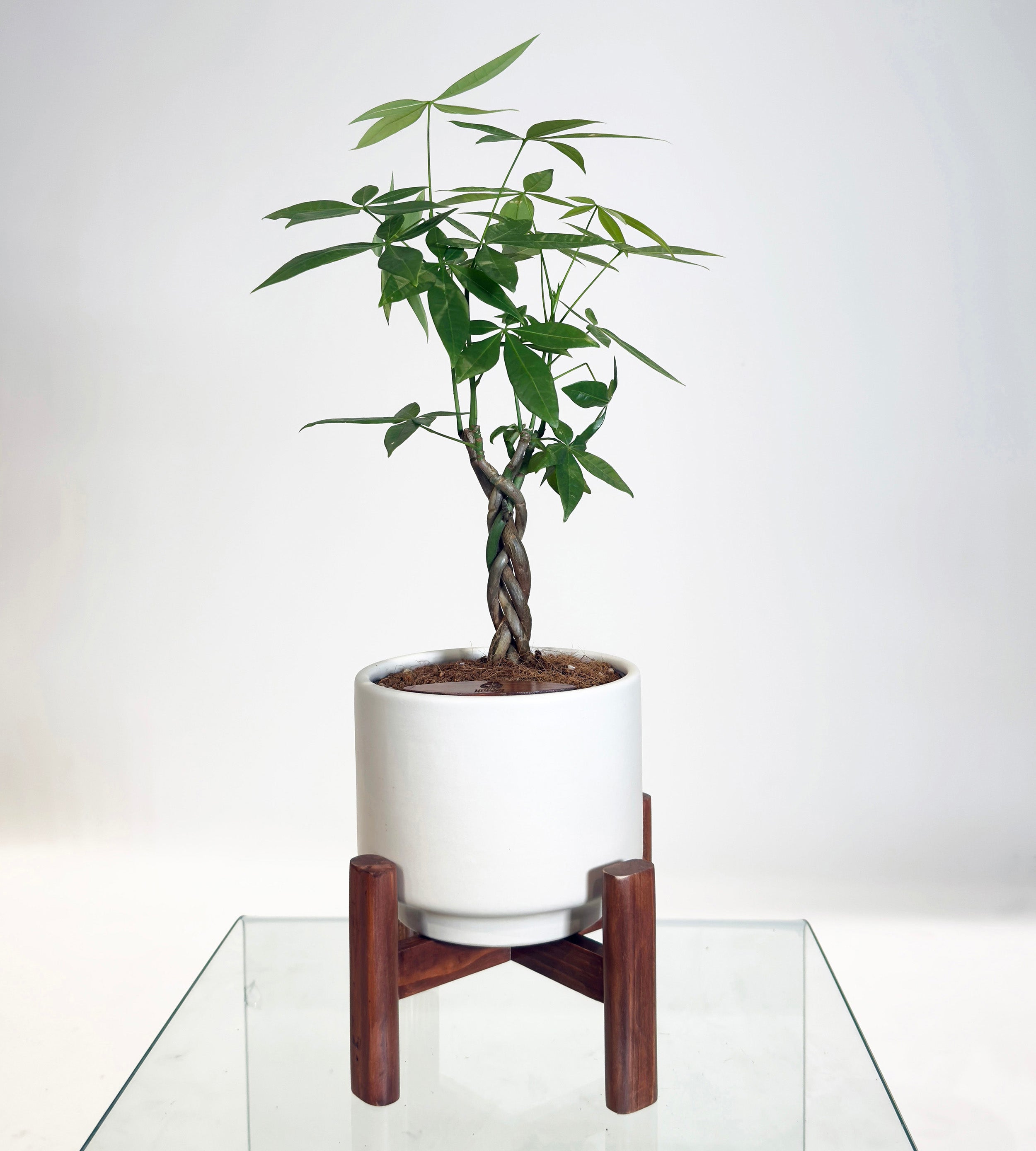 [PRE ORDER] Money Tree in Haku pot (Pachira Aquatica)