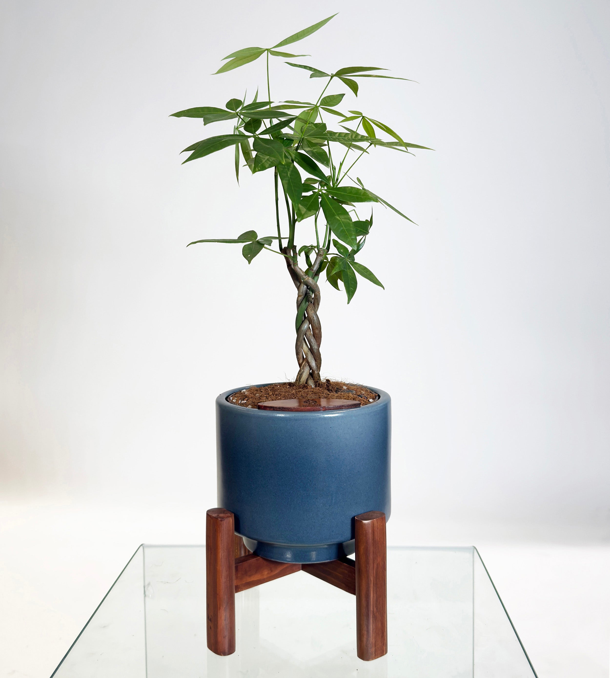 [PRE ORDER] Money Tree in Haku pot (Pachira Aquatica)