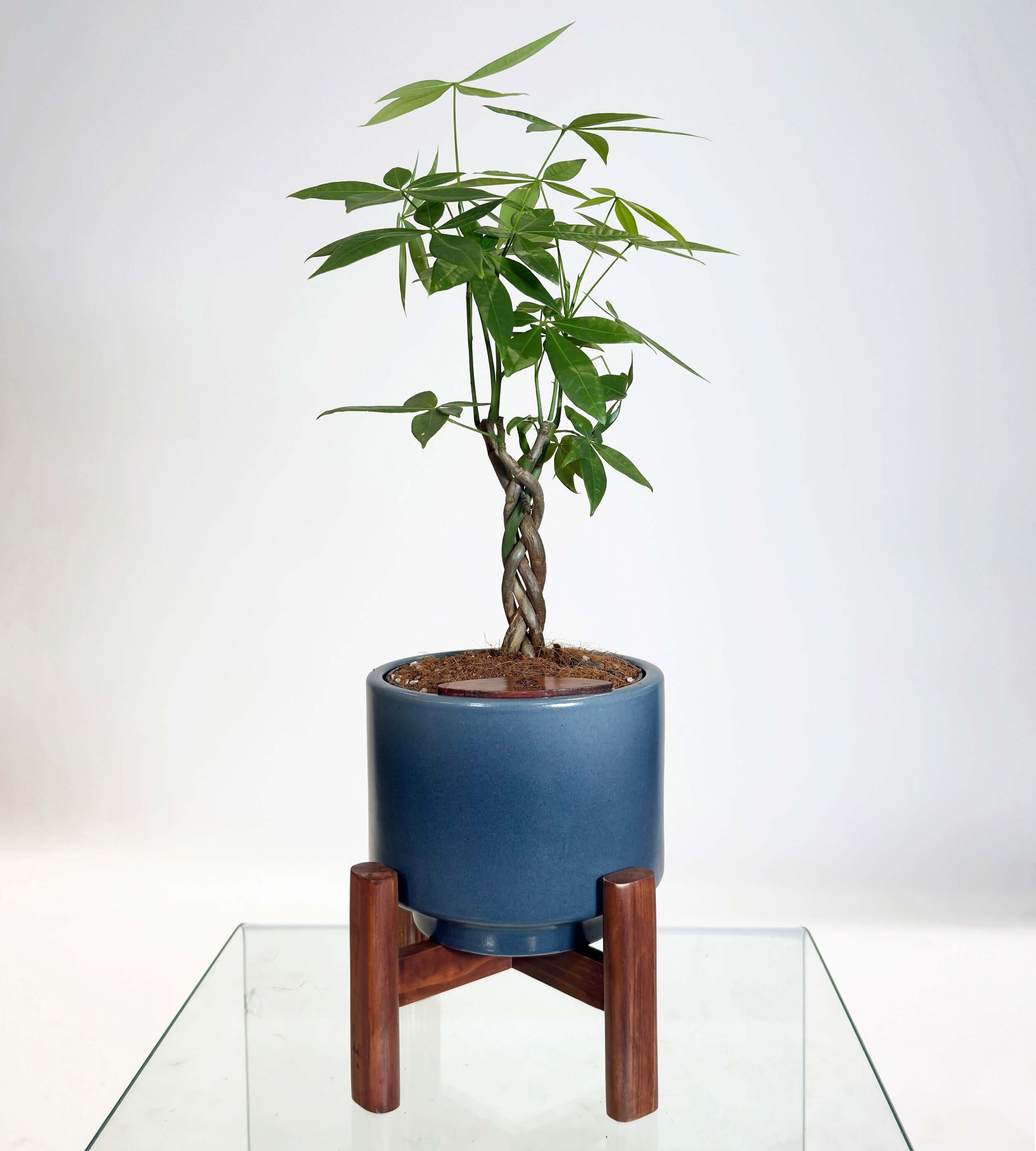 [PRE ORDER] Money Tree (Pachira Aquatica) in a self watering handmade ceramic pot