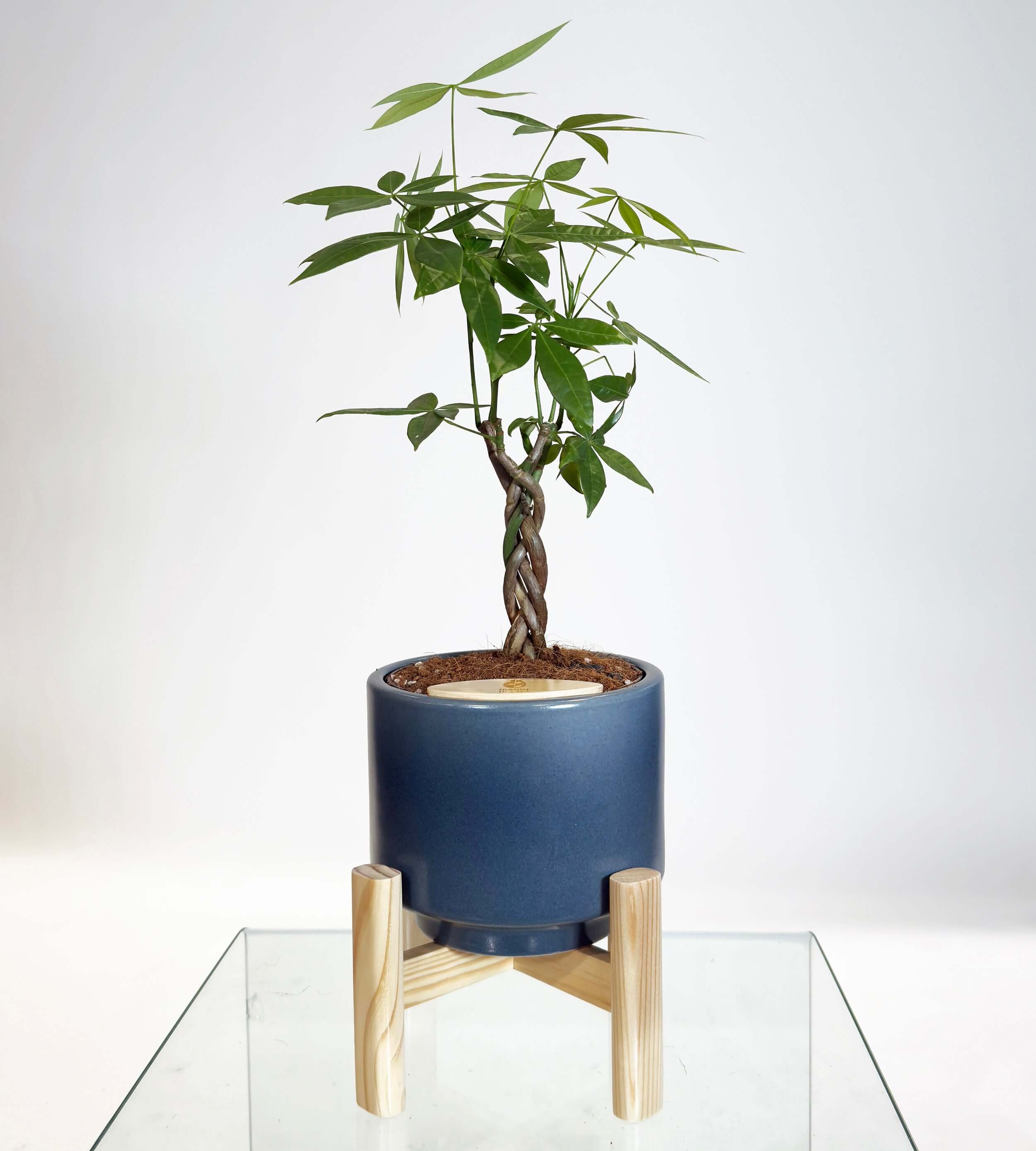 [PRE ORDER] Money Tree (Pachira Aquatica) in a handmade ceramic self watering pot for indoor use.
