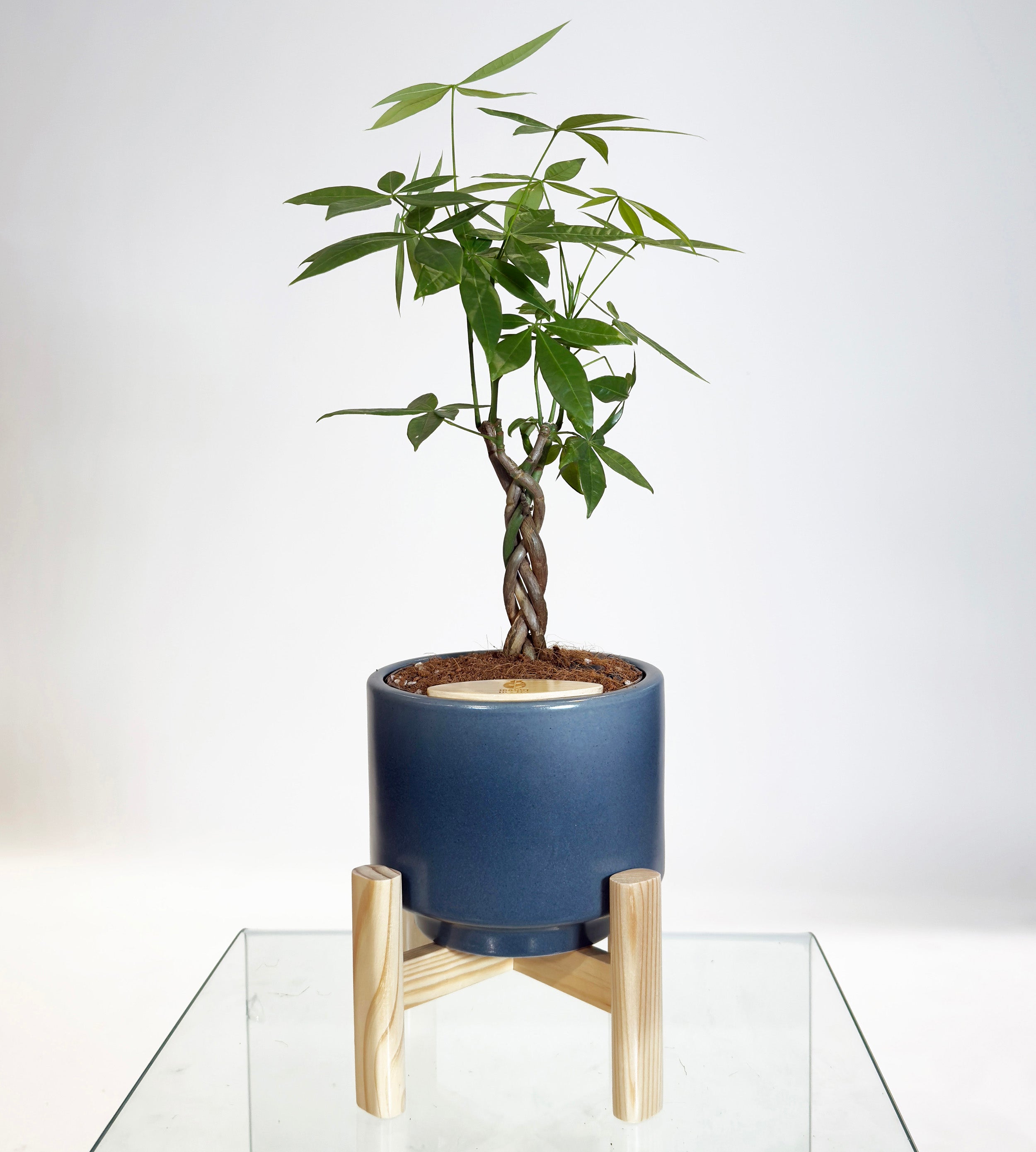 [PRE ORDER] Money Tree in Haku pot (Pachira Aquatica)