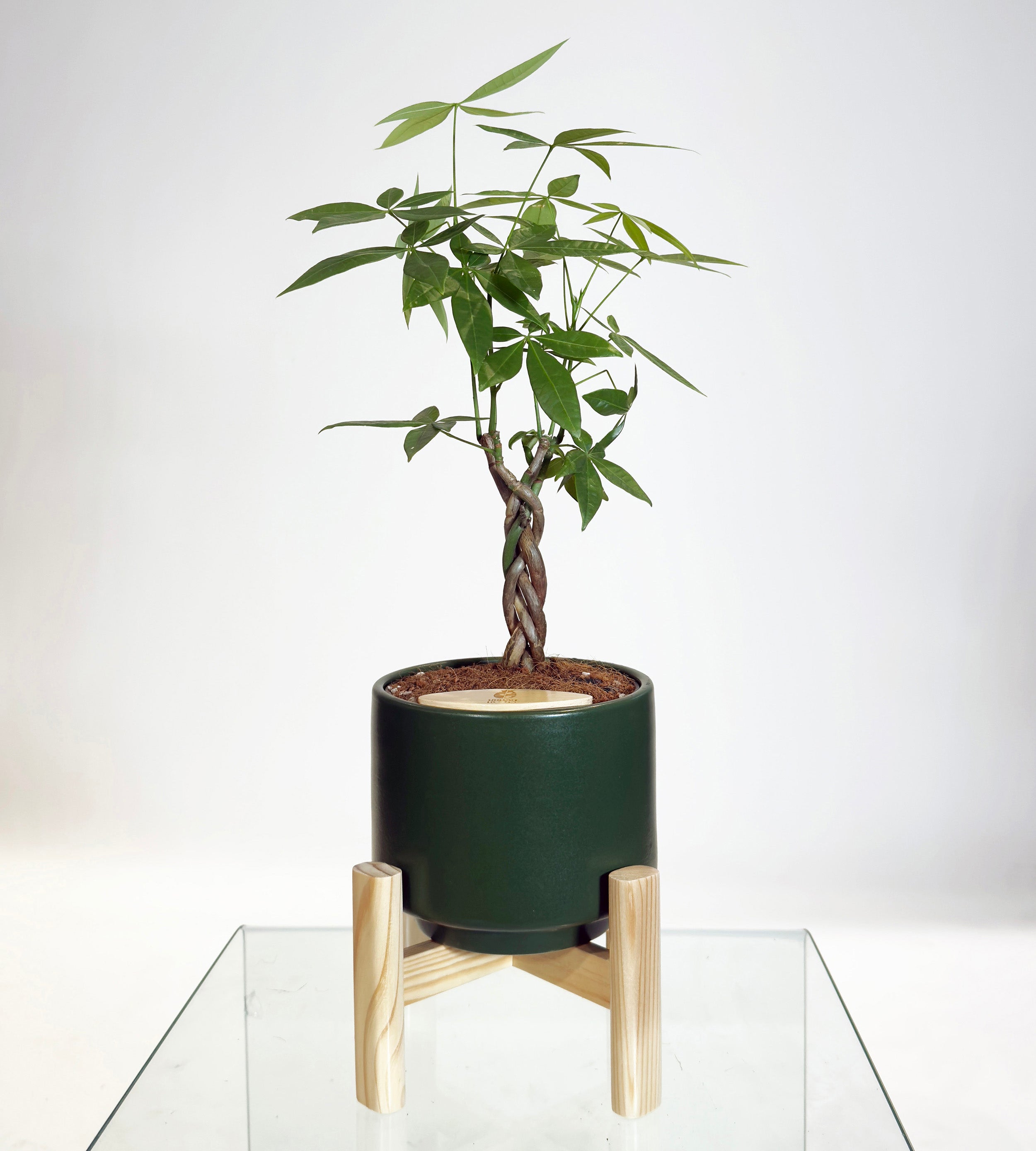 [PRE ORDER] Money Tree in Haku pot (Pachira Aquatica)
