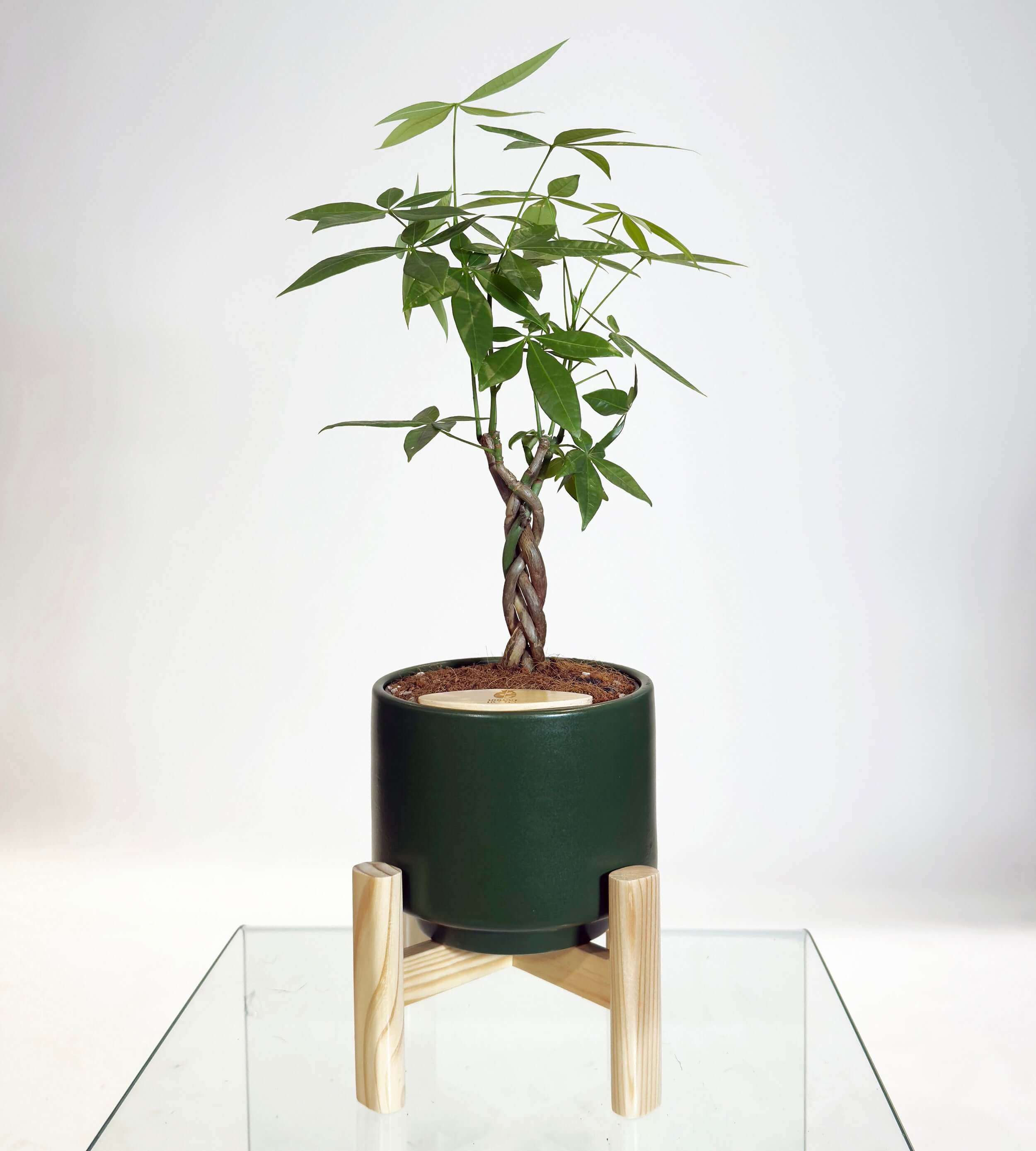 PRE ORDER Money Tree (Pachira Aquatica) in a self watering handmade ceramic pot on a wooden stand.