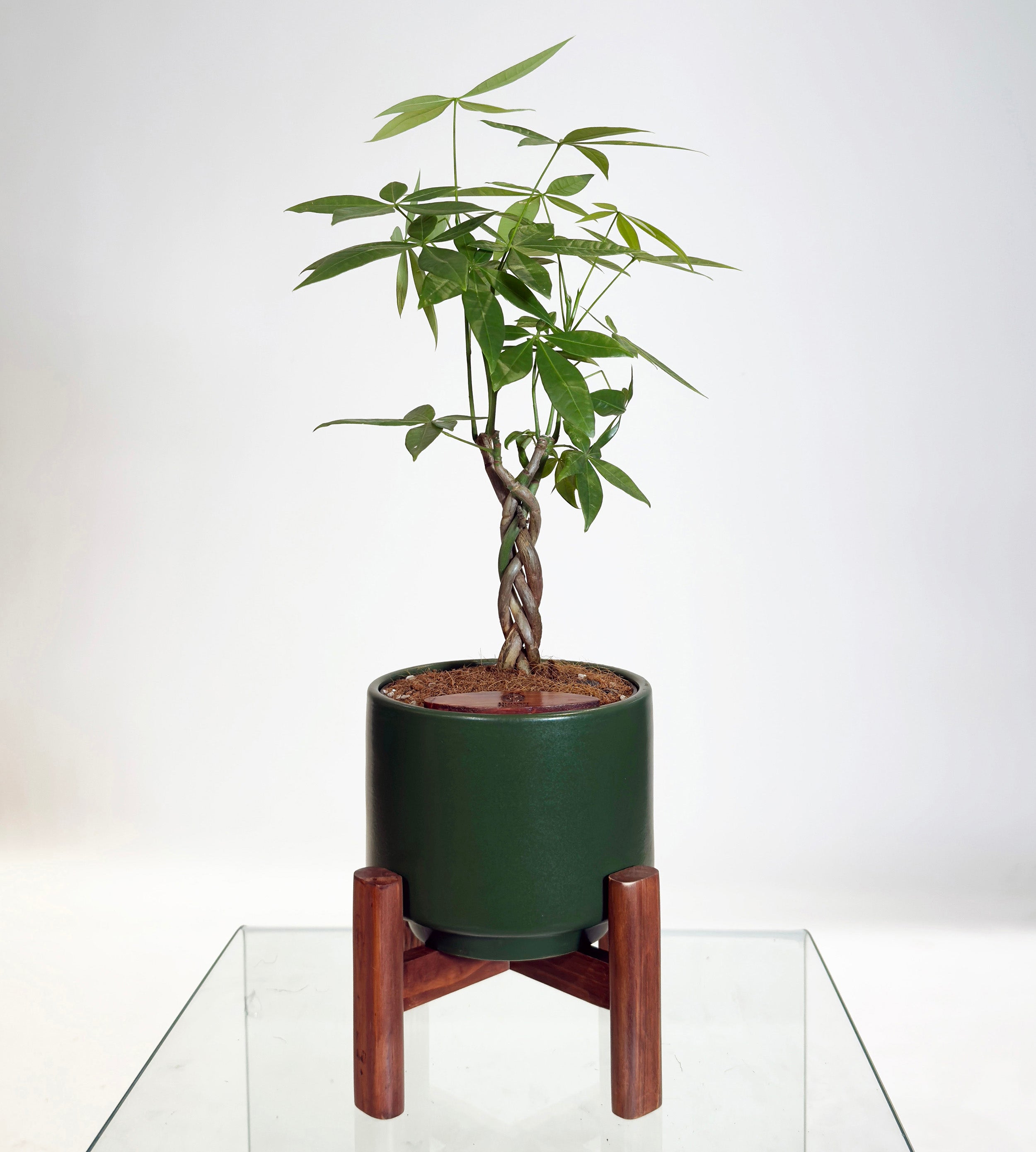 [PRE ORDER] Money Tree in Haku pot (Pachira Aquatica)