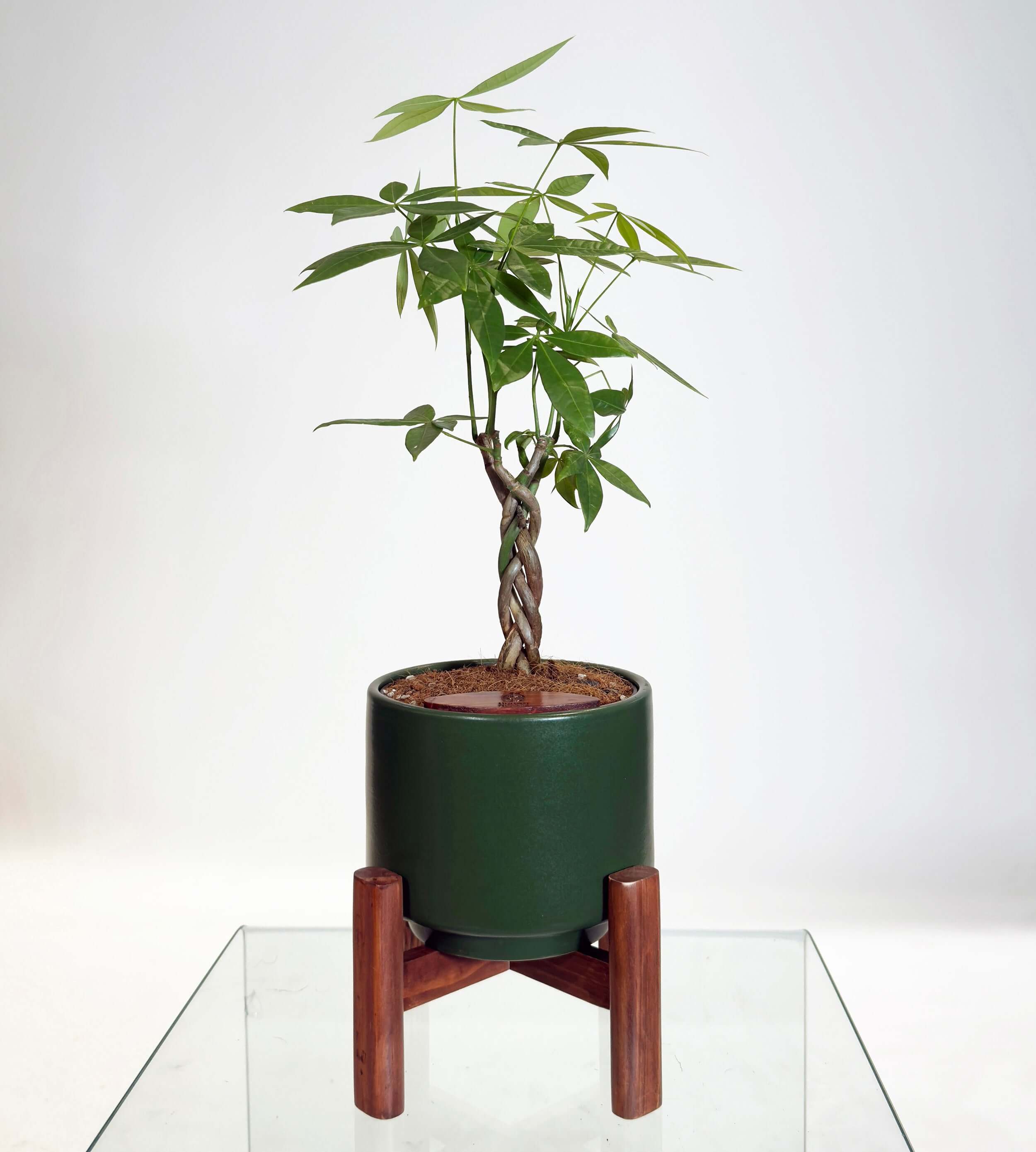 [PRE ORDER] Money Tree (Pachira Aquatica) in handmade ceramic pot with self-watering feature for indoor planting.