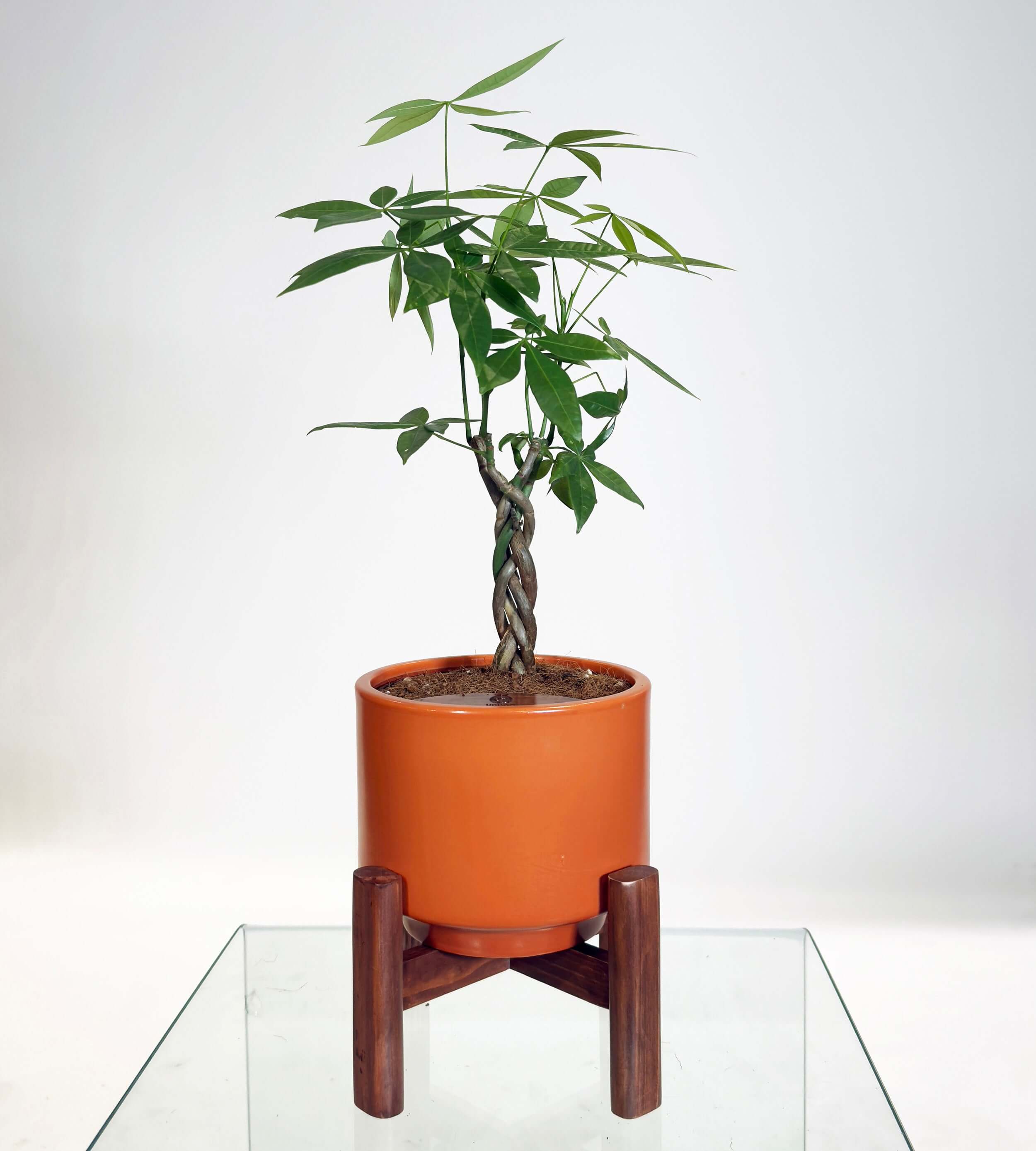 PRE ORDER Money Tree (Pachira Aquatica) in a handmade ceramic self watering pot for indoor gardening.