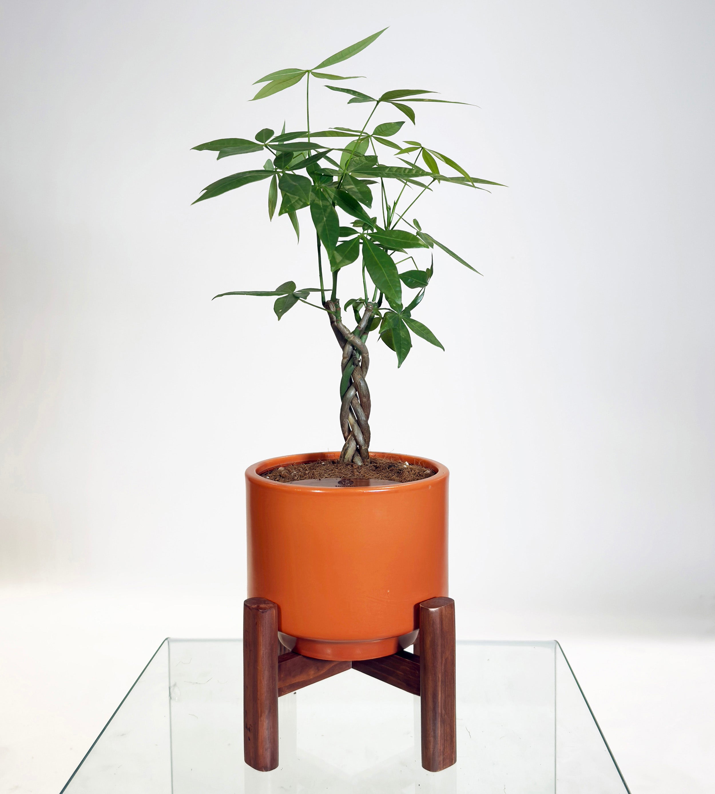 [PRE ORDER] Money Tree in Haku pot (Pachira Aquatica)