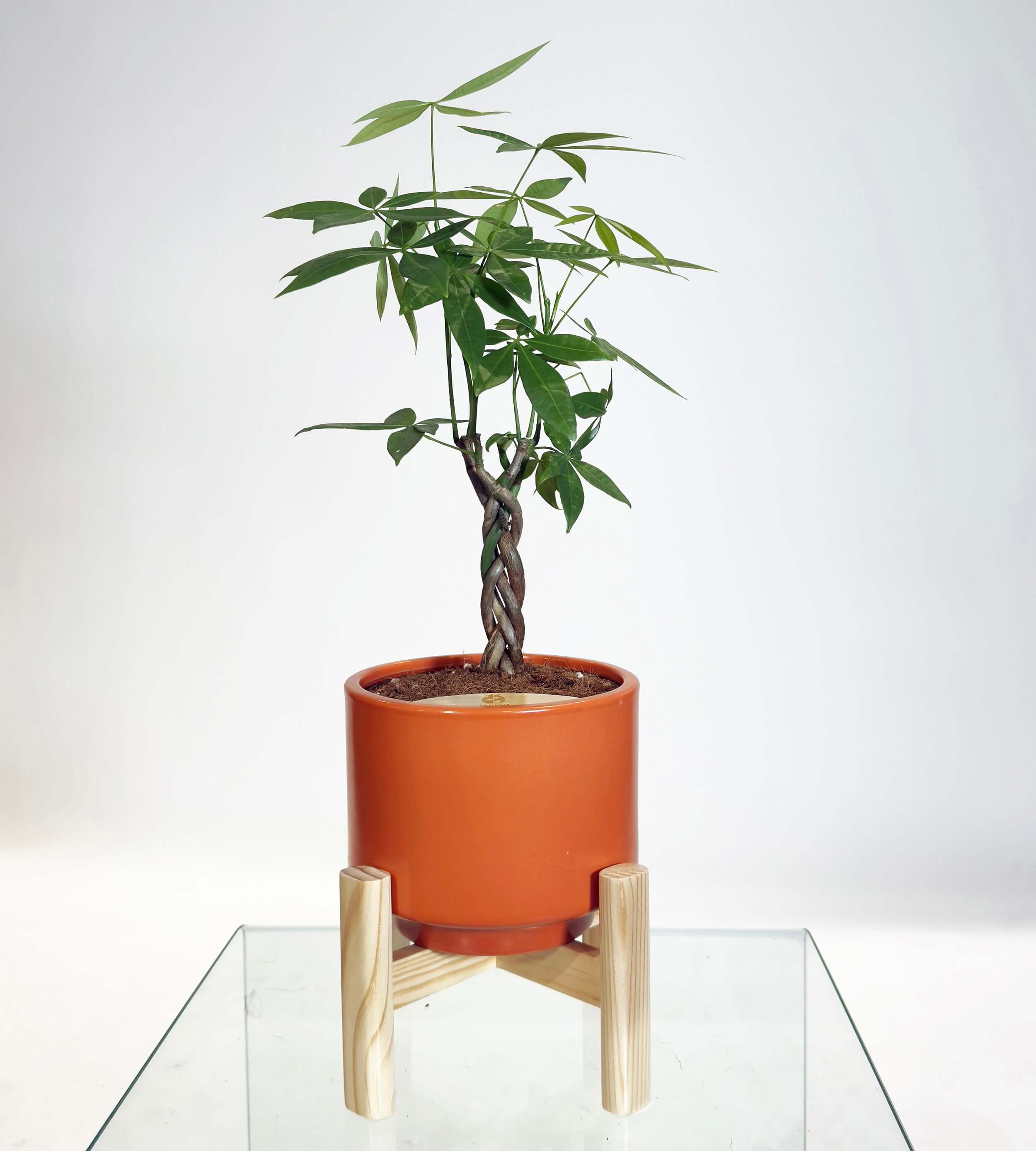 [PRE ORDER] Money Tree (Pachira Aquatica) in a handmade ceramic pot, showcasing self watering indoor plant features.