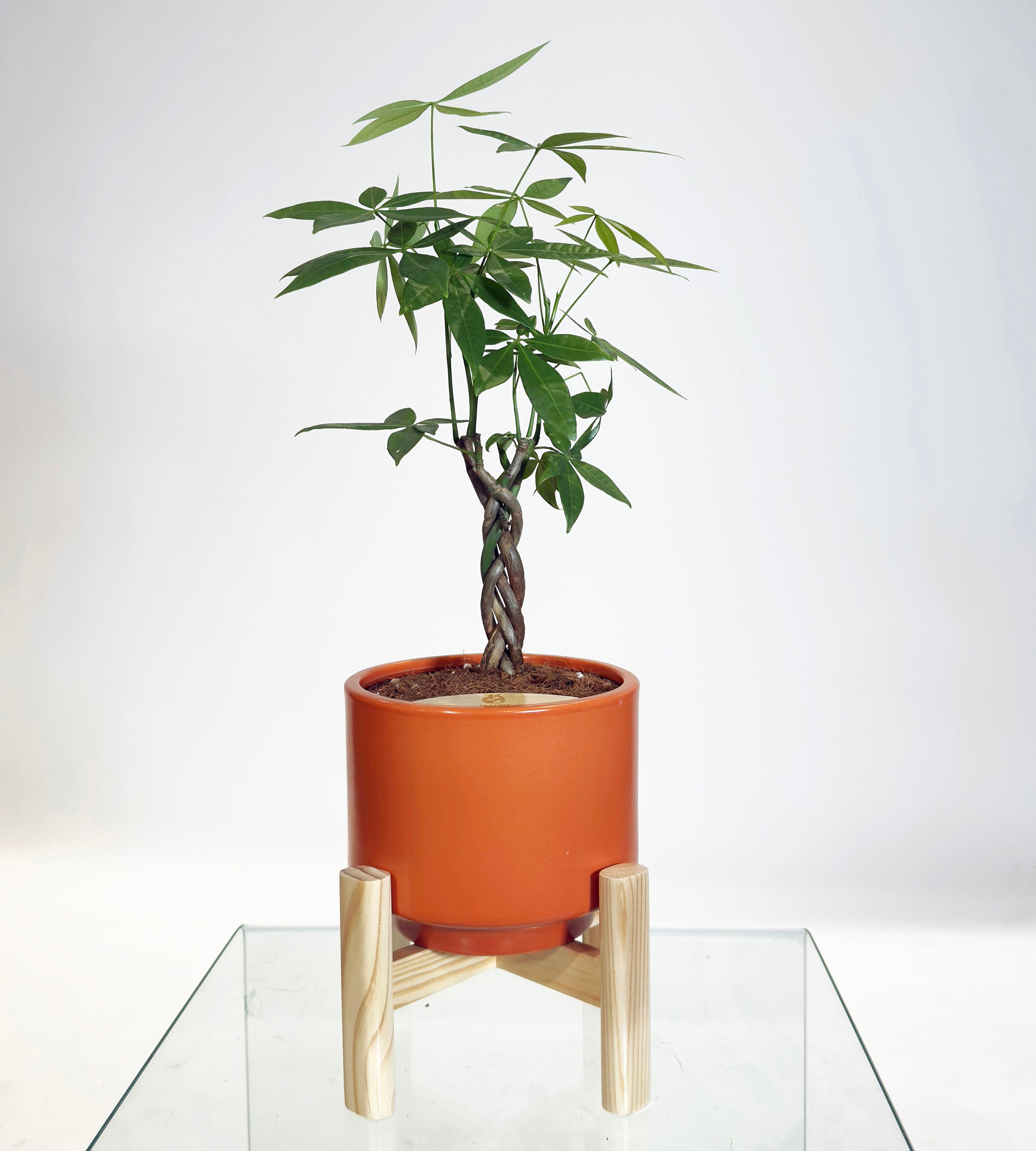 [PRE ORDER] Money Tree in Haku pot (Pachira Aquatica)