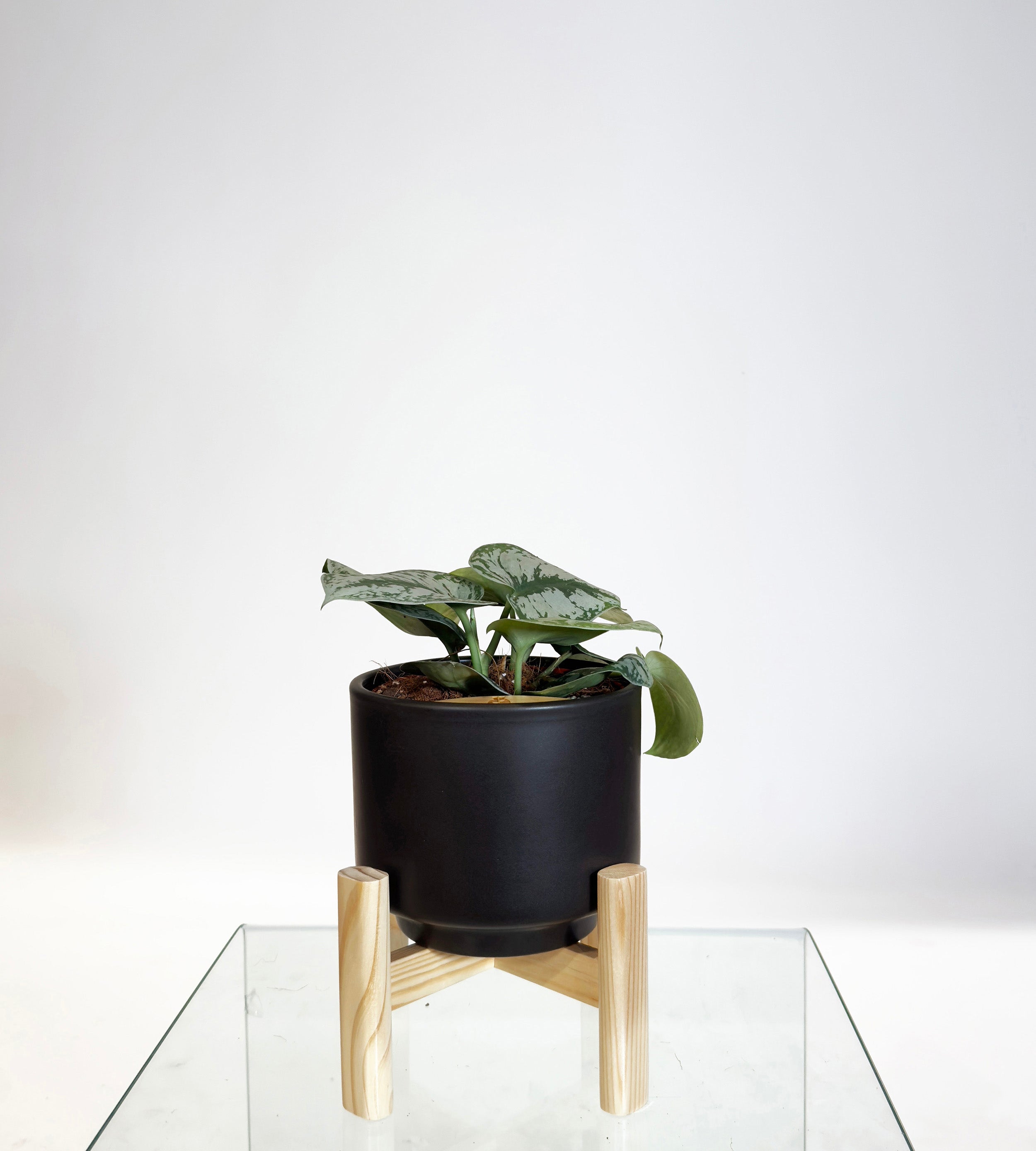 [PRE ORDER] Satin Pothos (Scindapsus Pictus ‘Exotica’) in a handmade ceramic pot on a glass table.