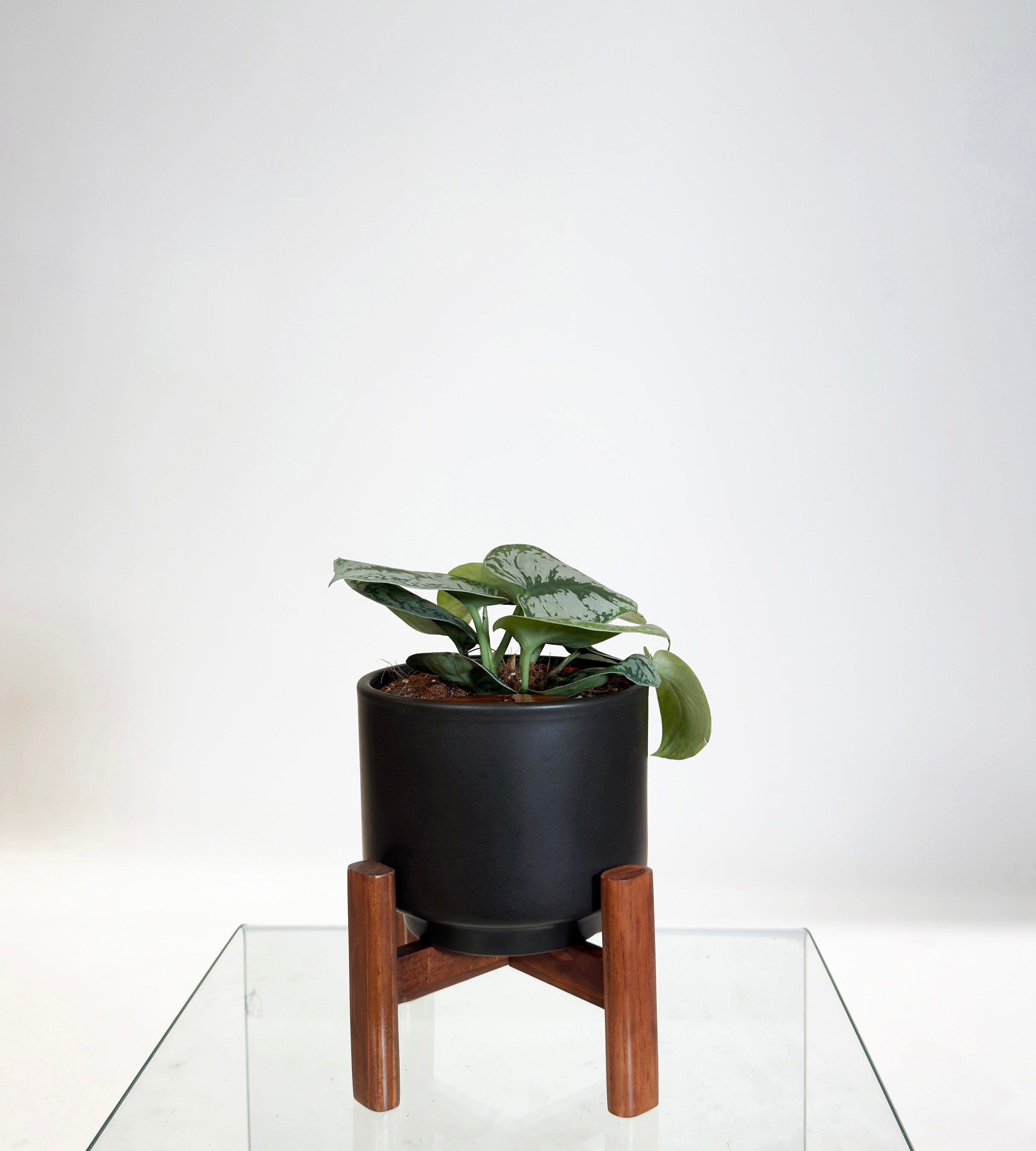 [PRE ORDER] Satin Pothos (Scindapsus Pictus ‘Exotica’) in a handmade ceramic pot on a glass table.