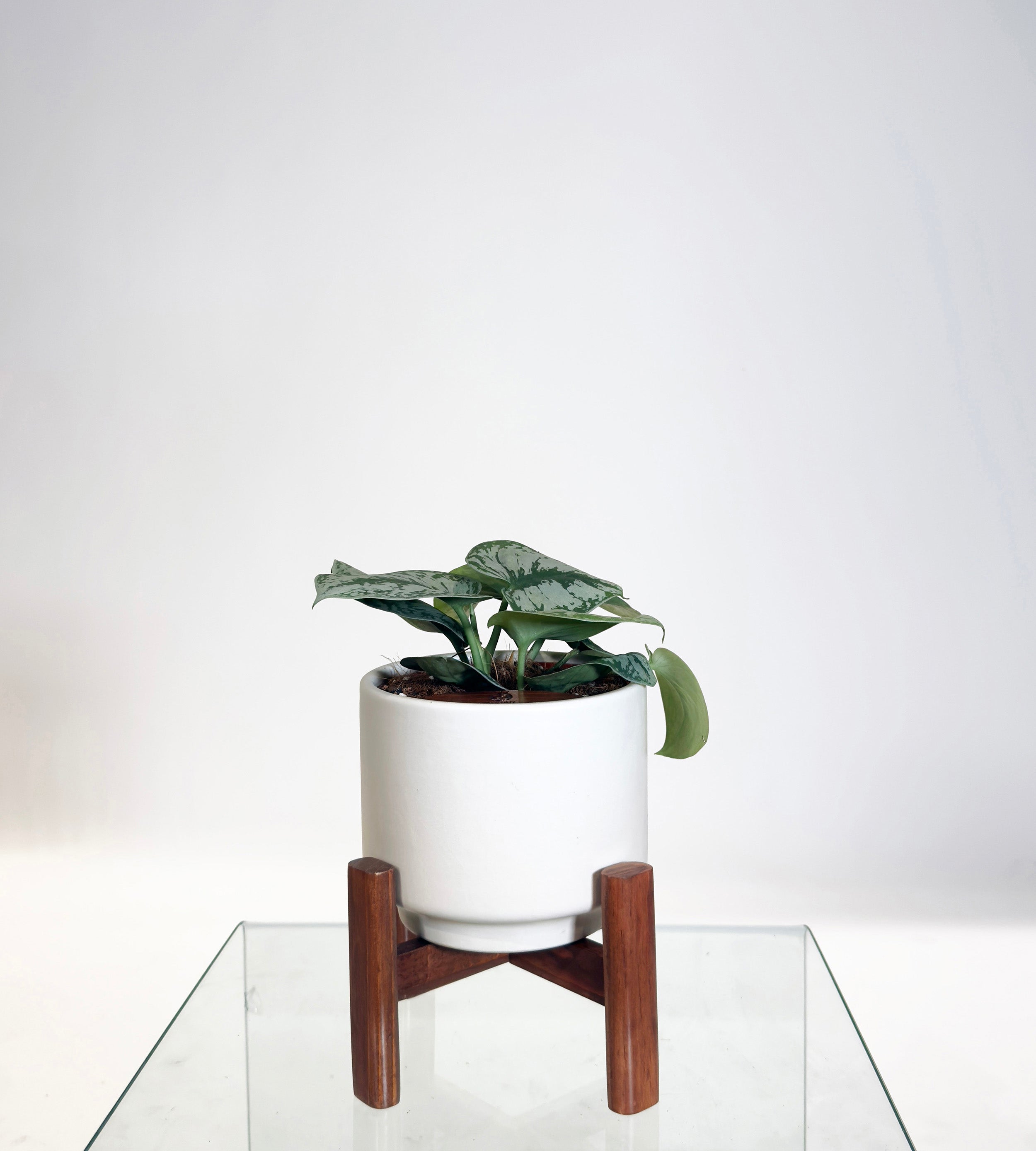 [PRE ORDER] Satin Pothos (Scindapsus Pictus ‘Exotica’) in handmade ceramic pot, self watering indoor plant.