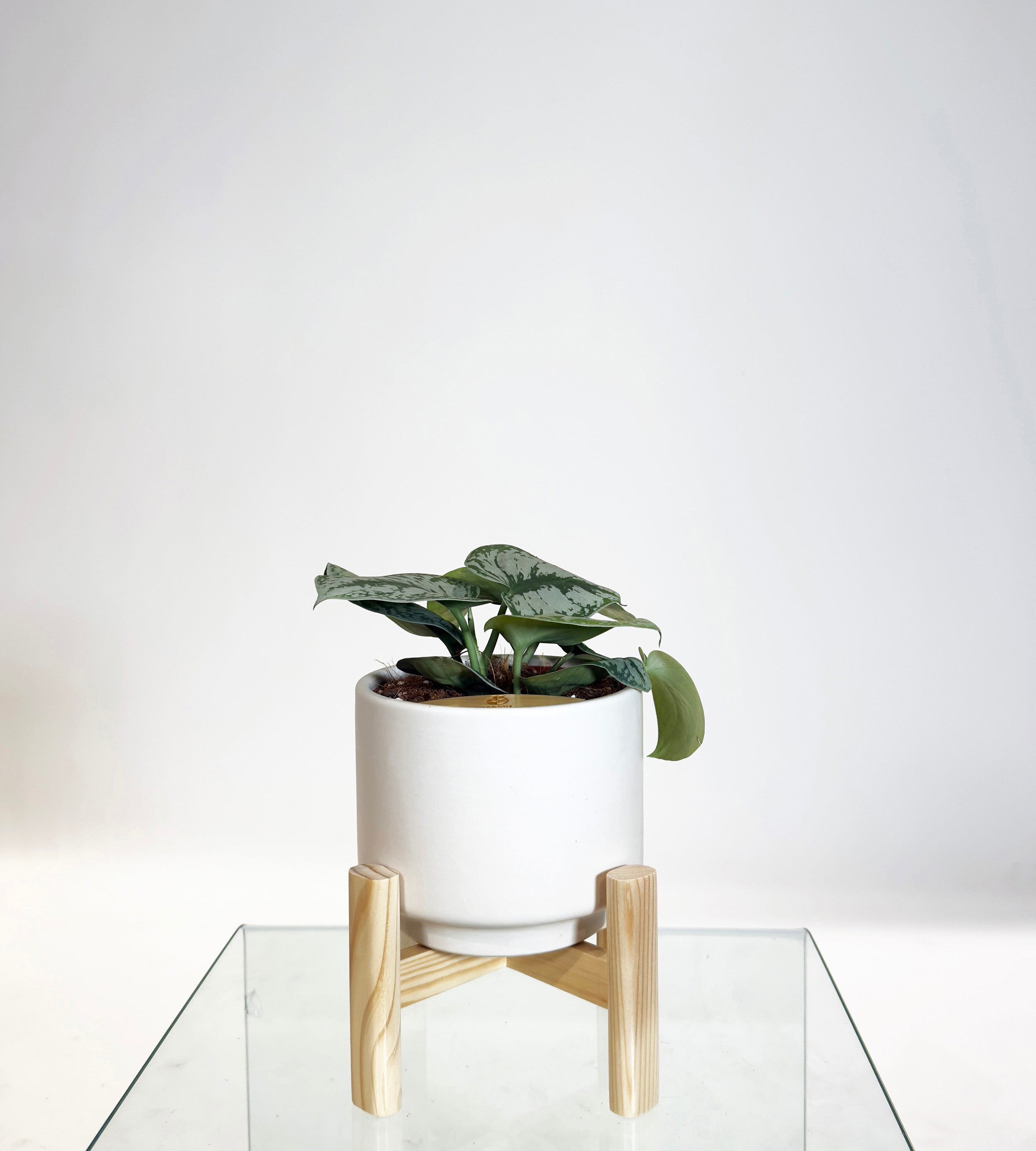 [PRE ORDER] Satin Pothos (Scindapsus Pictus ‘Exotica’) in a handmade ceramic pot on a wooden stand.