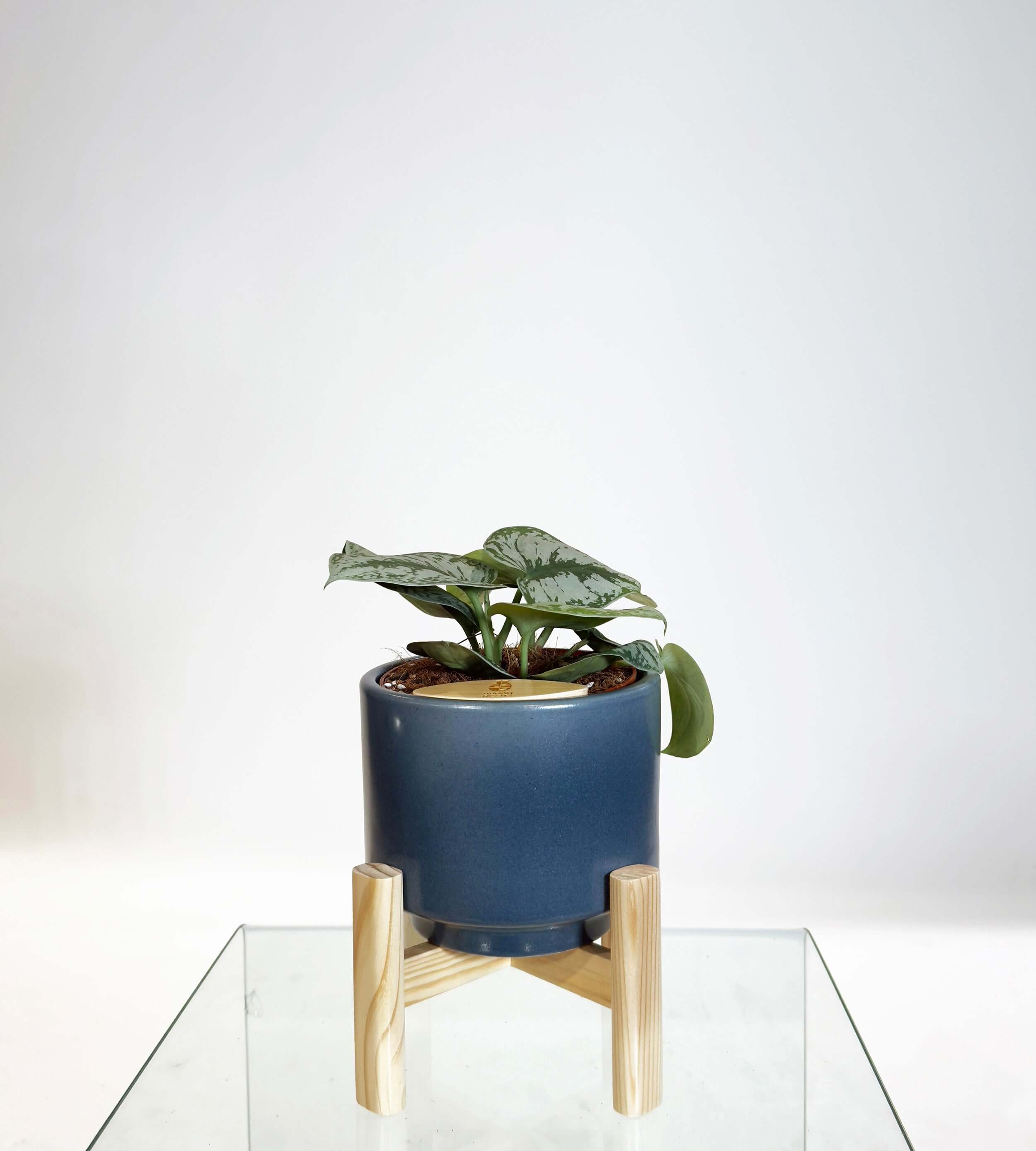 [PRE ORDER] Satin Pothos (Scindapsus Pictus ‘Exotica’) in handmade ceramic pot on stand