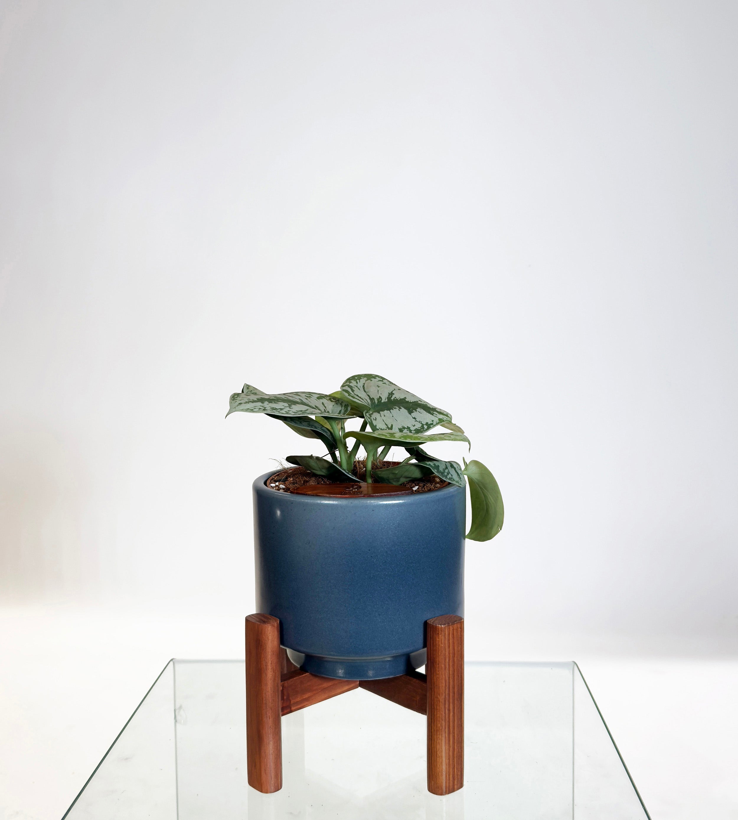 [PRE ORDER] Satin Pothos (Scindapsus Pictus ‘Exotica’) in handmade ceramic pot with self watering feature.