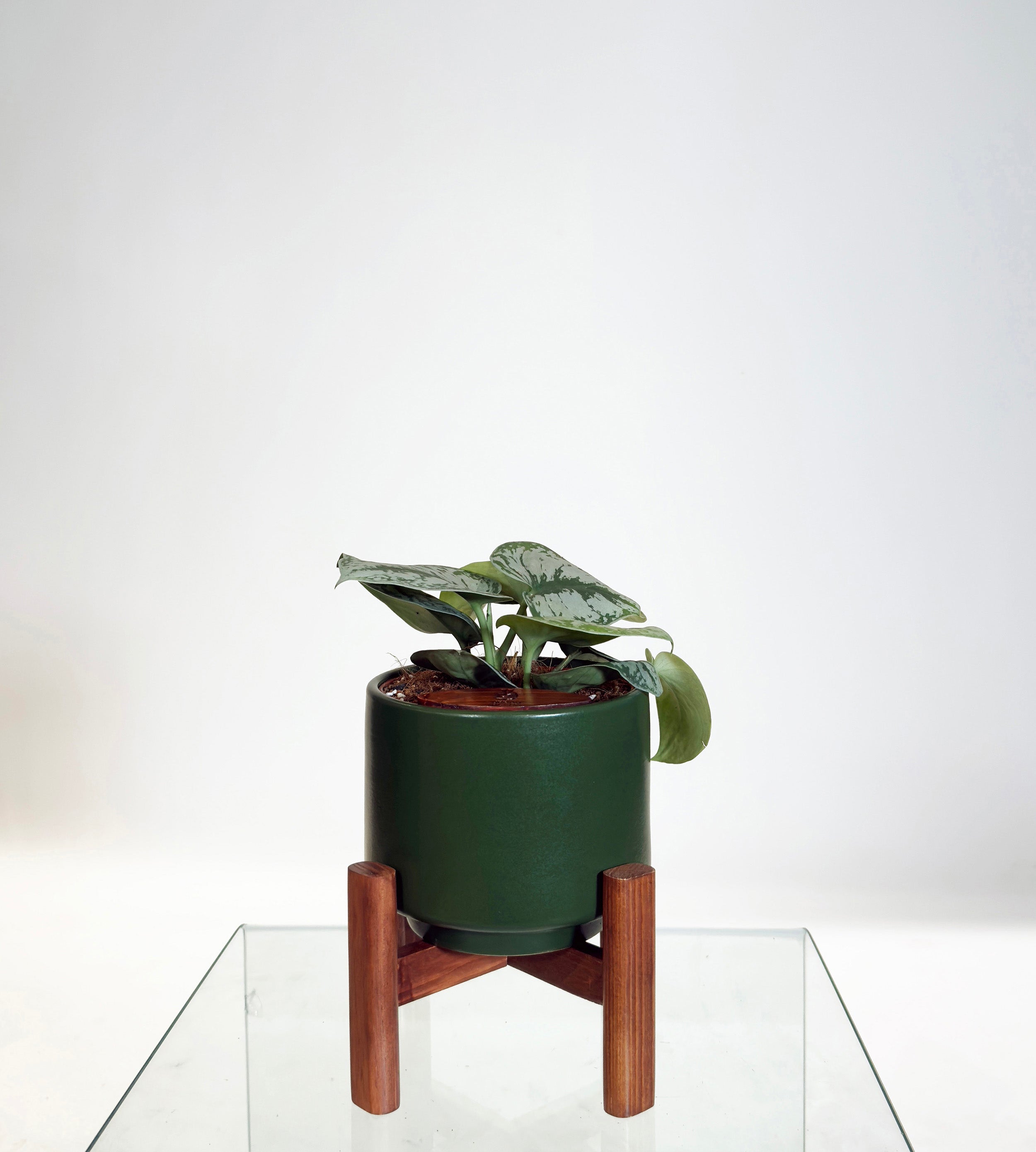 [PRE ORDER] Satin Pothos (Scindapsus Pictus ‘Exotica’) in handmade ceramic pot on display.
