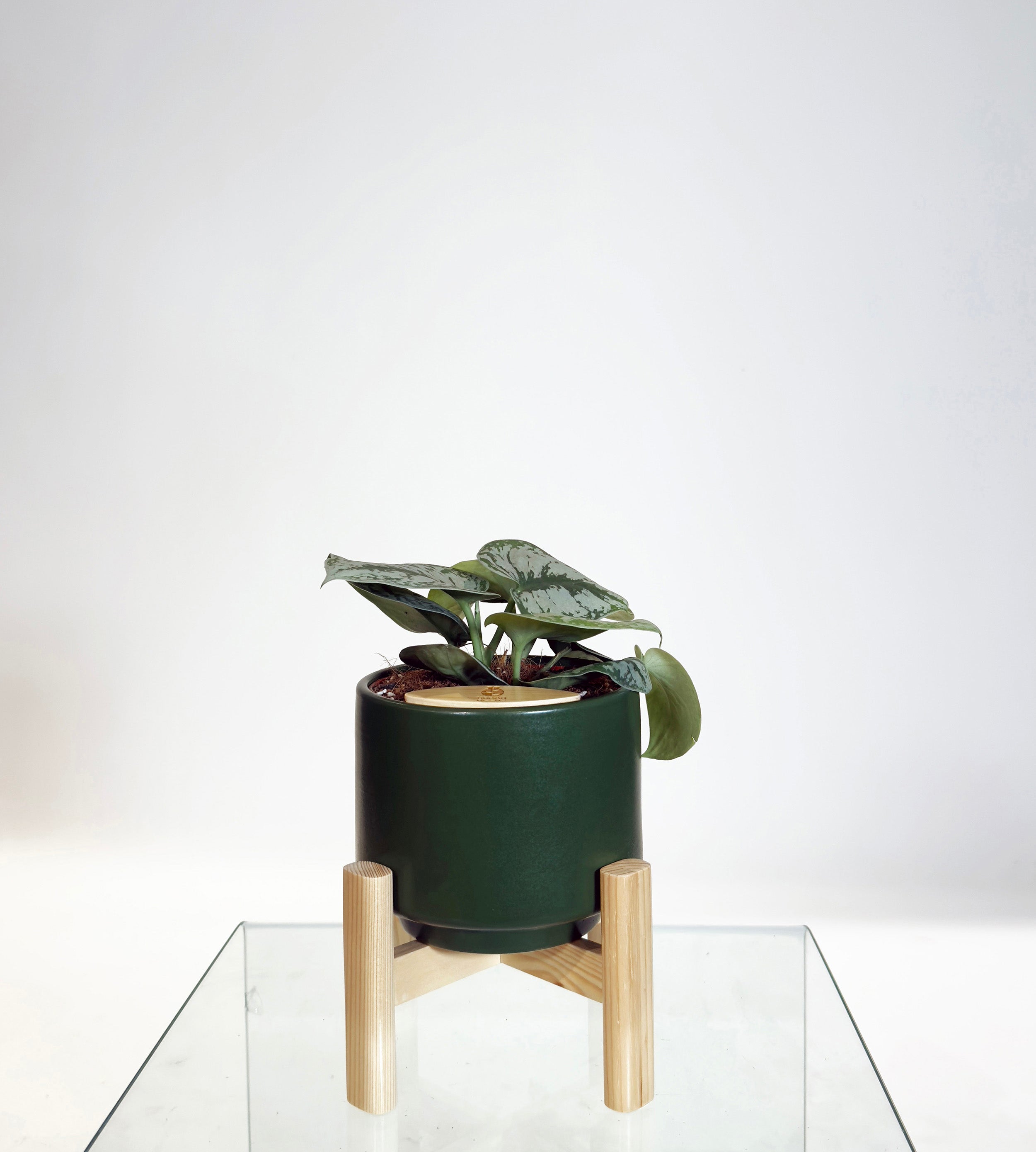 [PRE ORDER] Satin Pothos (Scindapsus Pictus ‘Exotica’) in a handmade ceramic self watering pot.