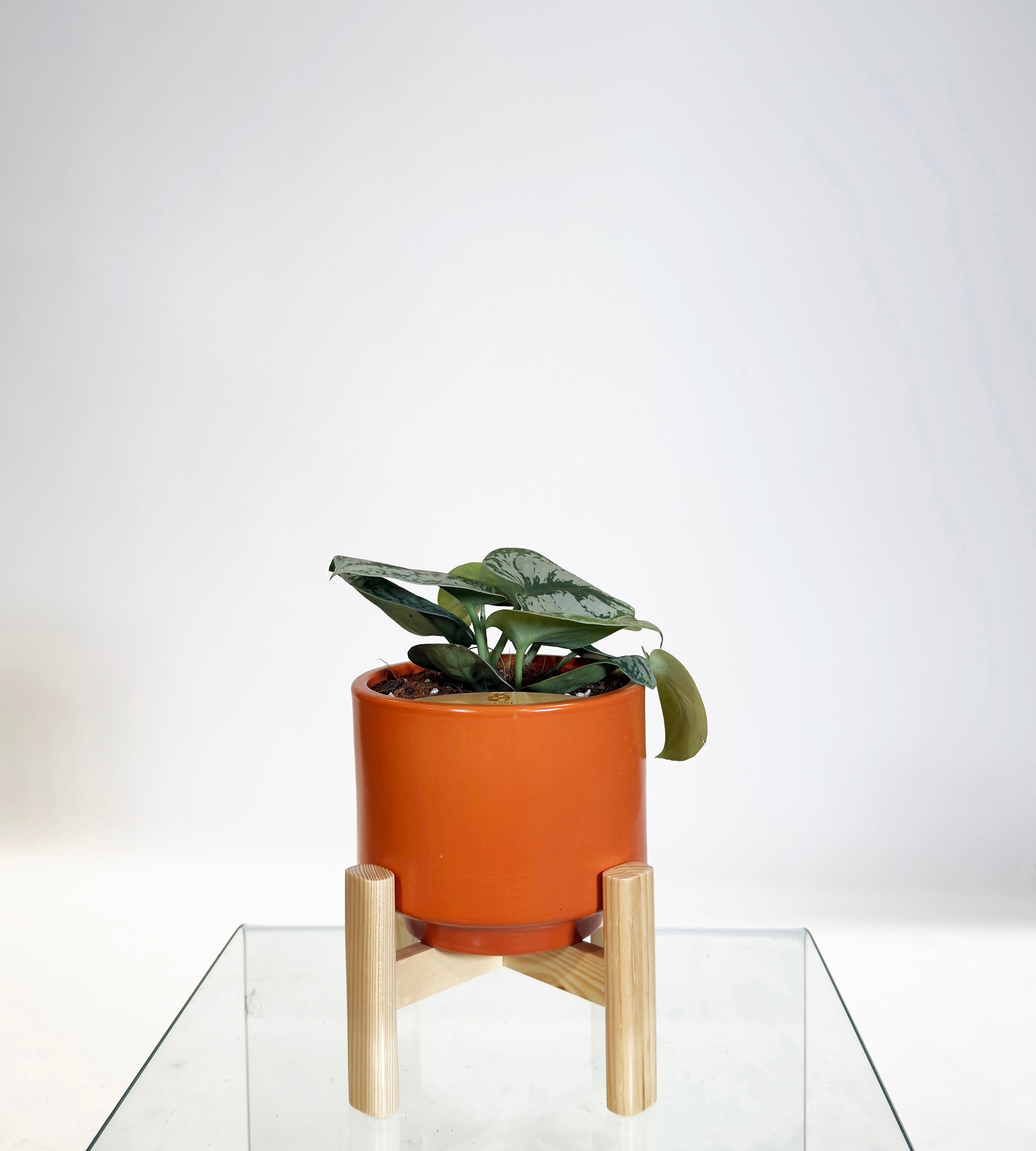 PRE ORDER Satin Pothos (Scindapsus Pictus ‘Exotica’) in a handmade ceramic pot on a glass table.