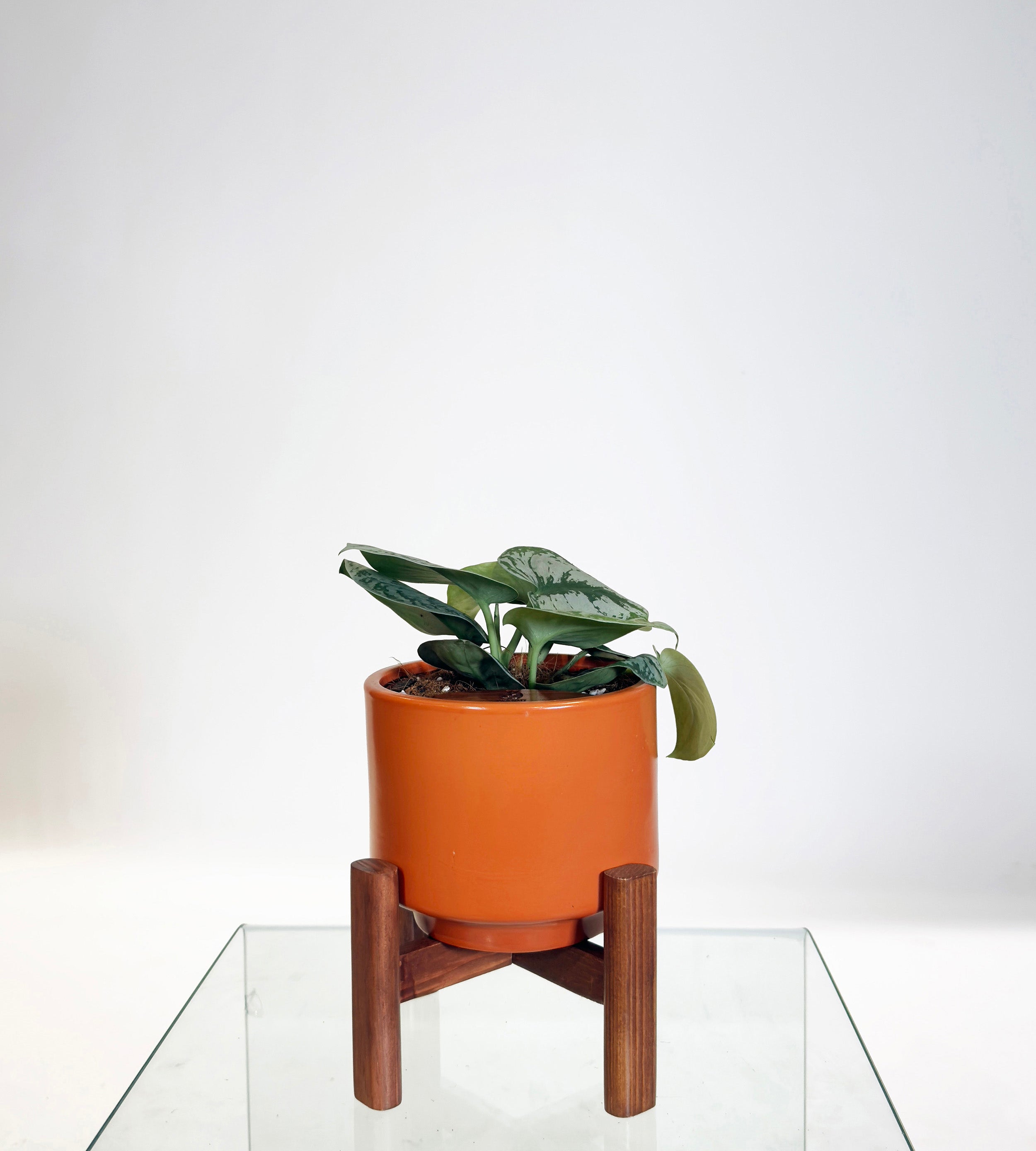 [PRE ORDER] Satin Pothos (Scindapsus Pictus ‘Exotica’), self watering indoor plant in handmade ceramic pot.