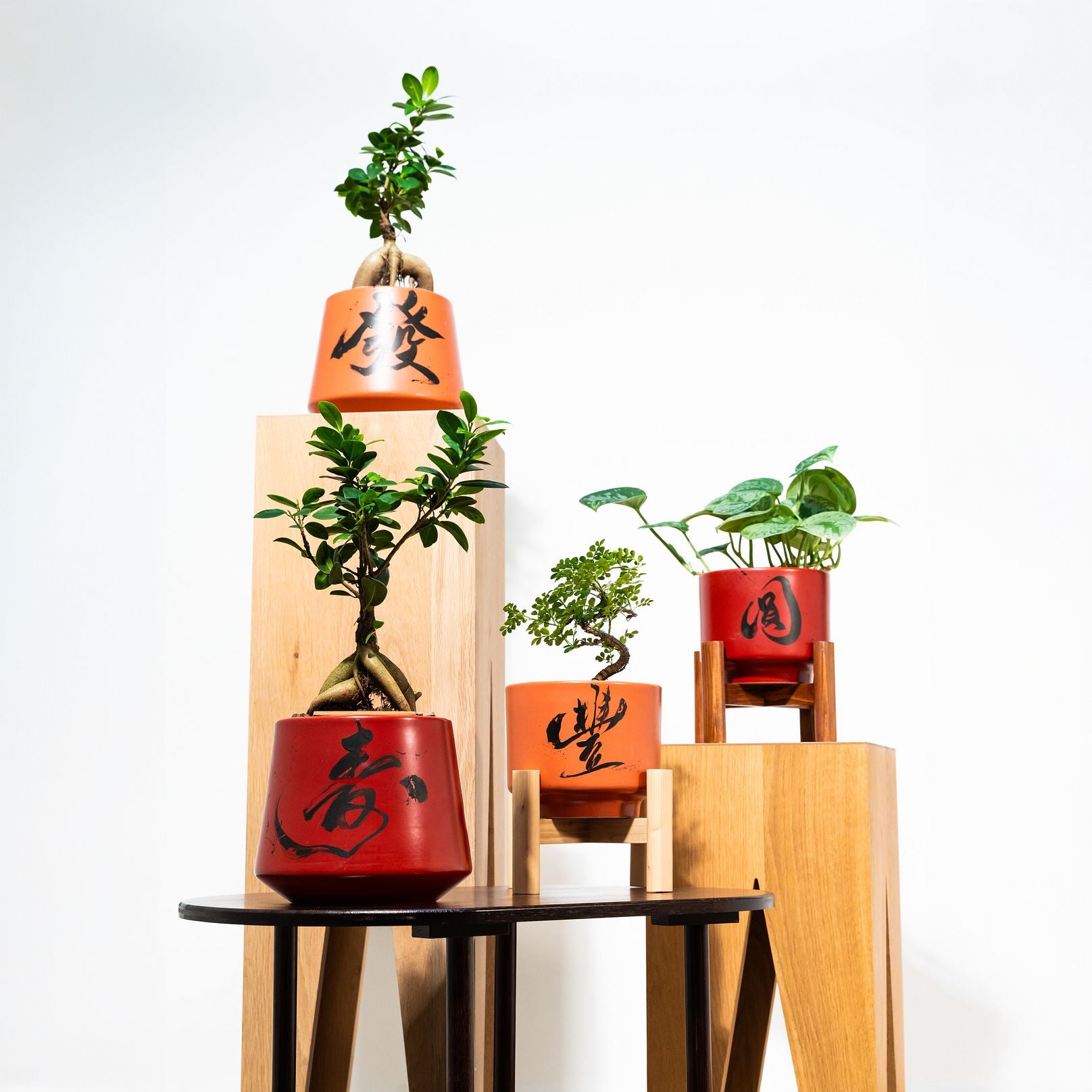 "豐 Fēng" Abundance — Limited Edition Mid-Autumn Haku