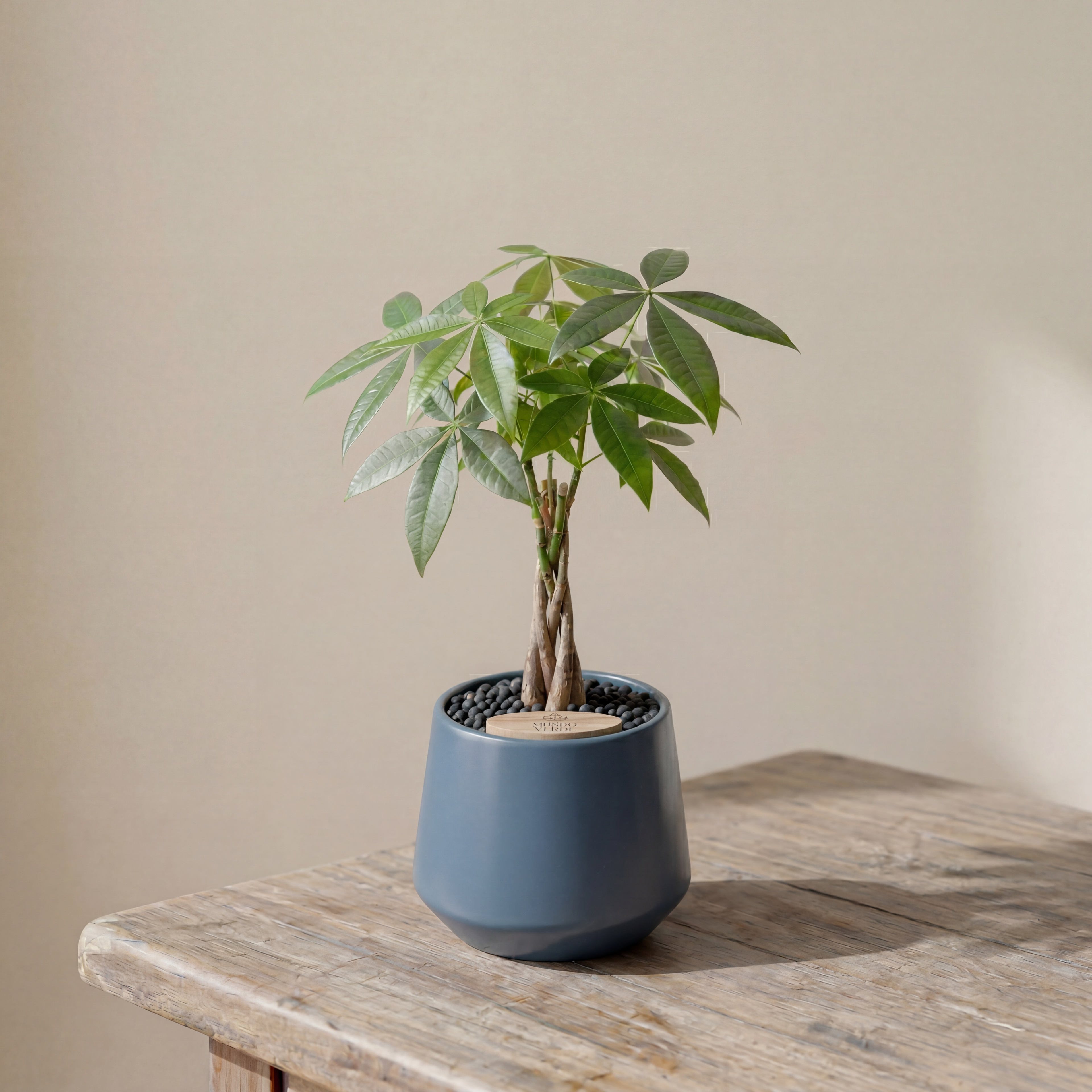 Money Tree in Toto pot (Pachira Aquatica)