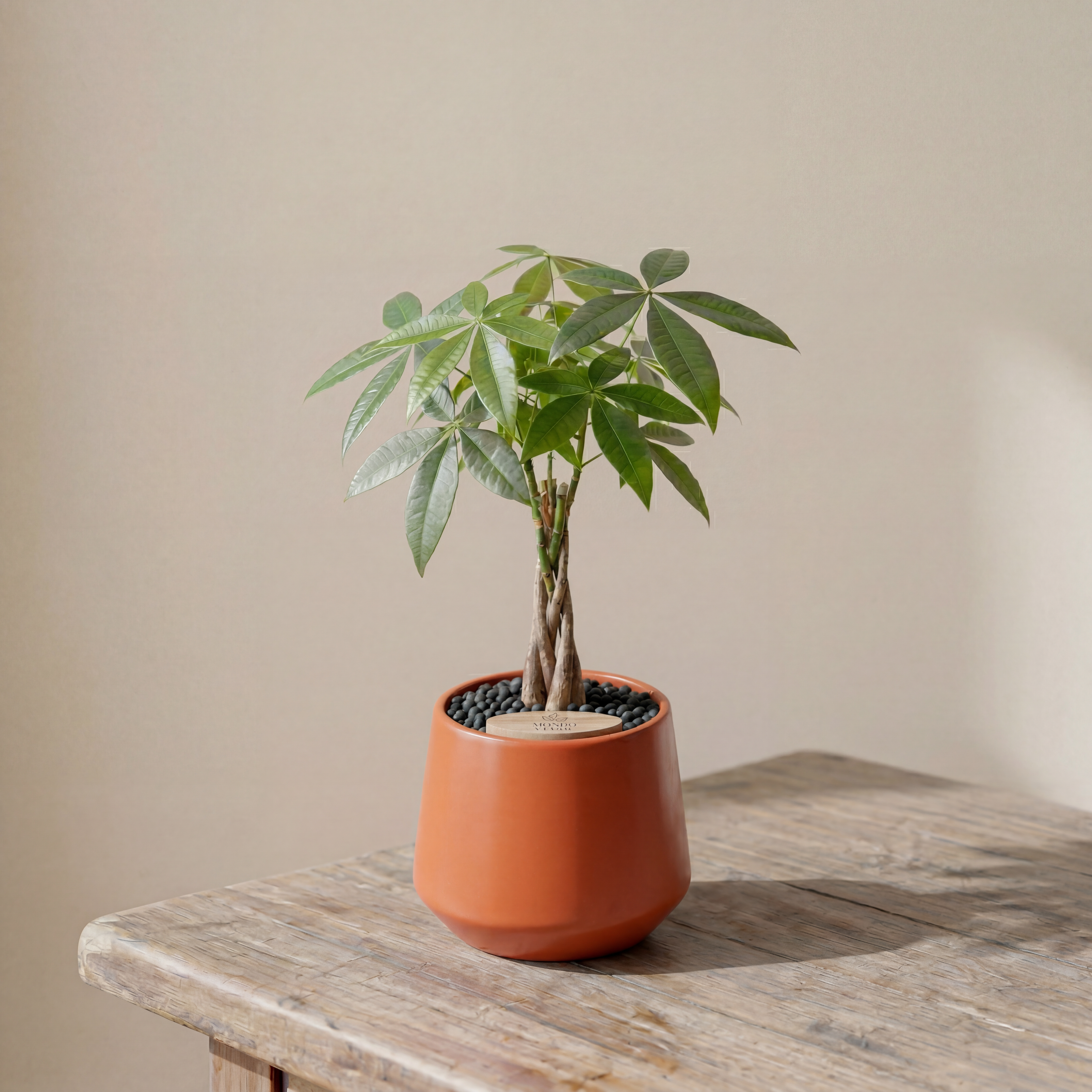 Money Tree in Toto pot (Pachira Aquatica)