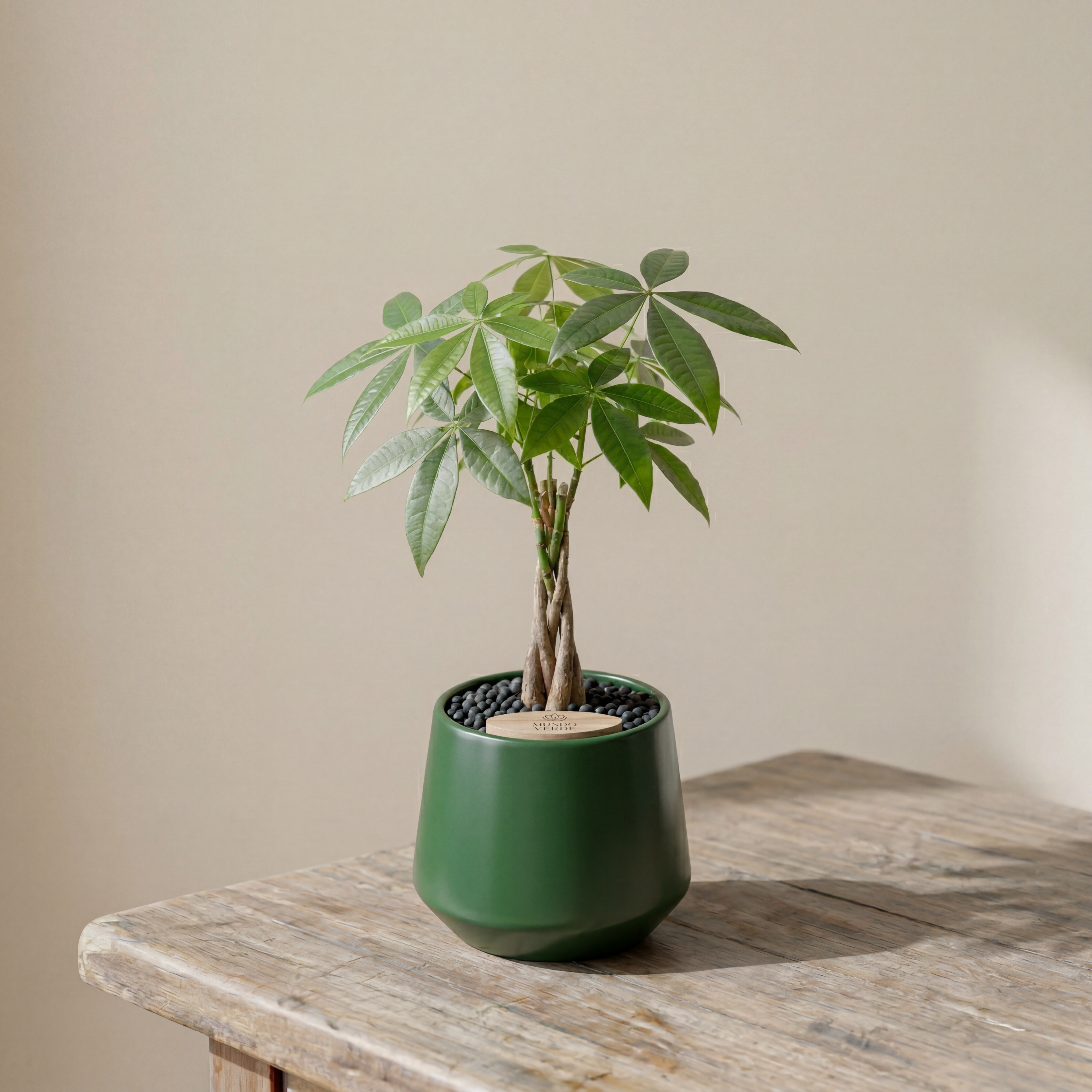 Money Tree in Toto pot (Pachira Aquatica)