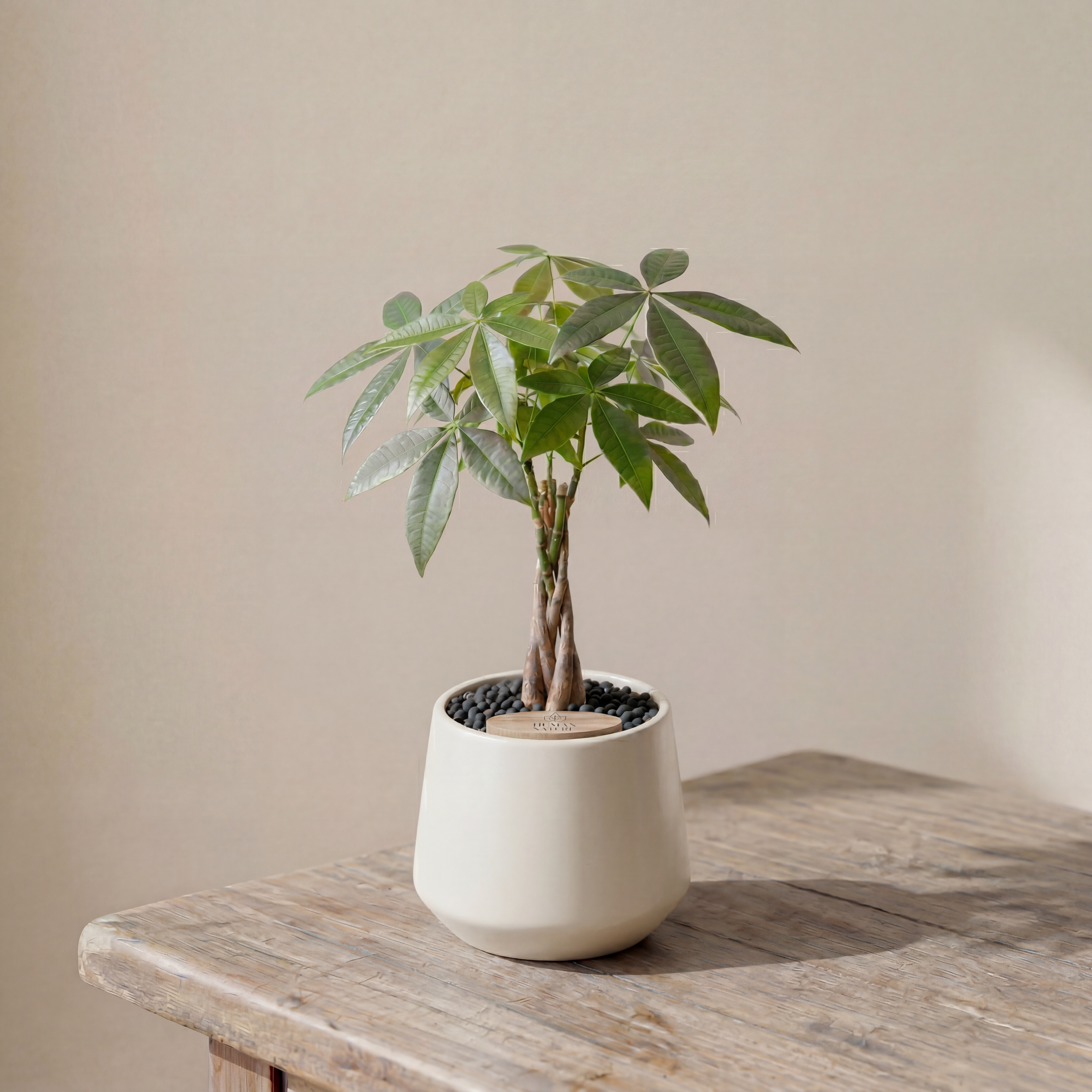 Money Tree in Toto pot (Pachira Aquatica)