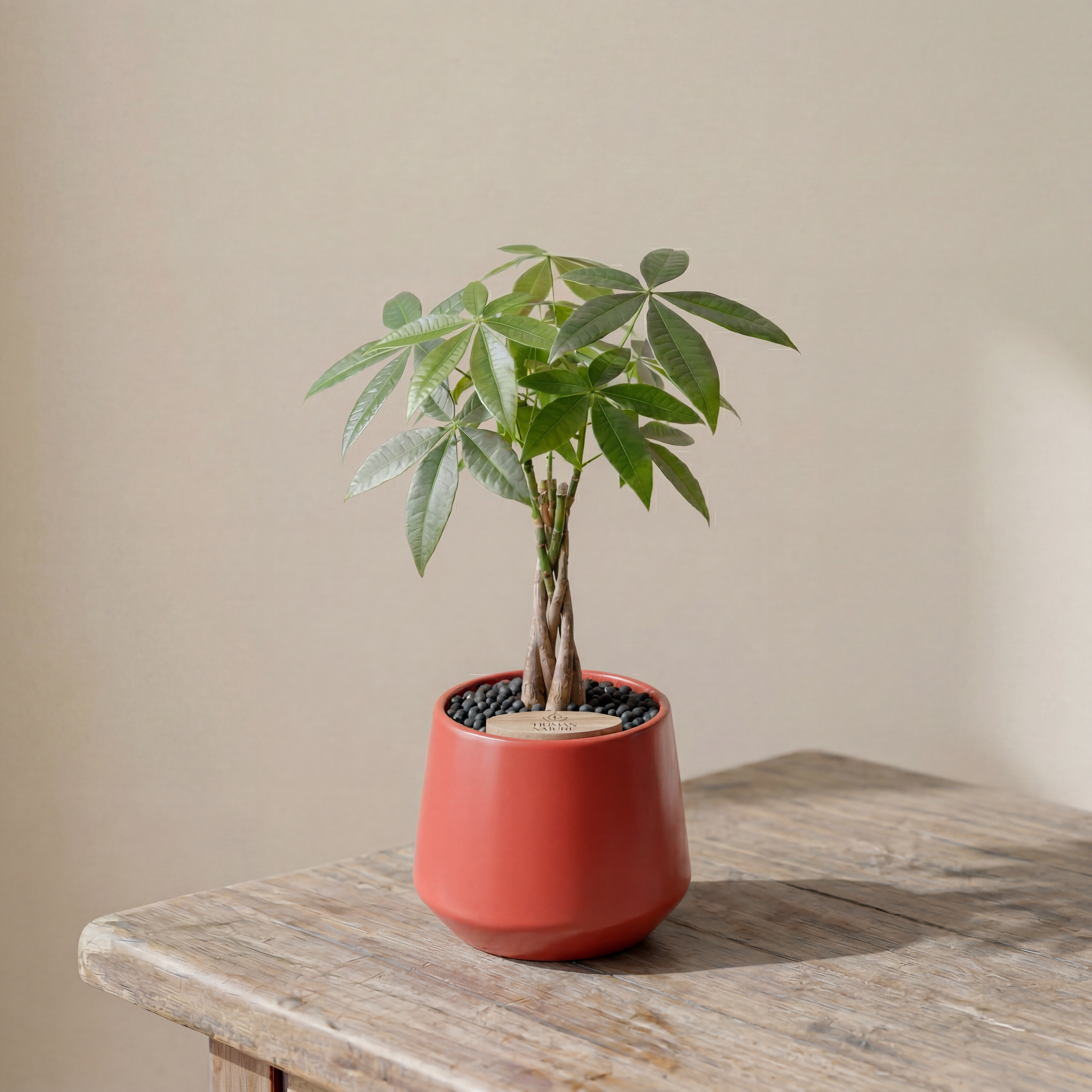 Money Tree in Toto pot (Pachira Aquatica)