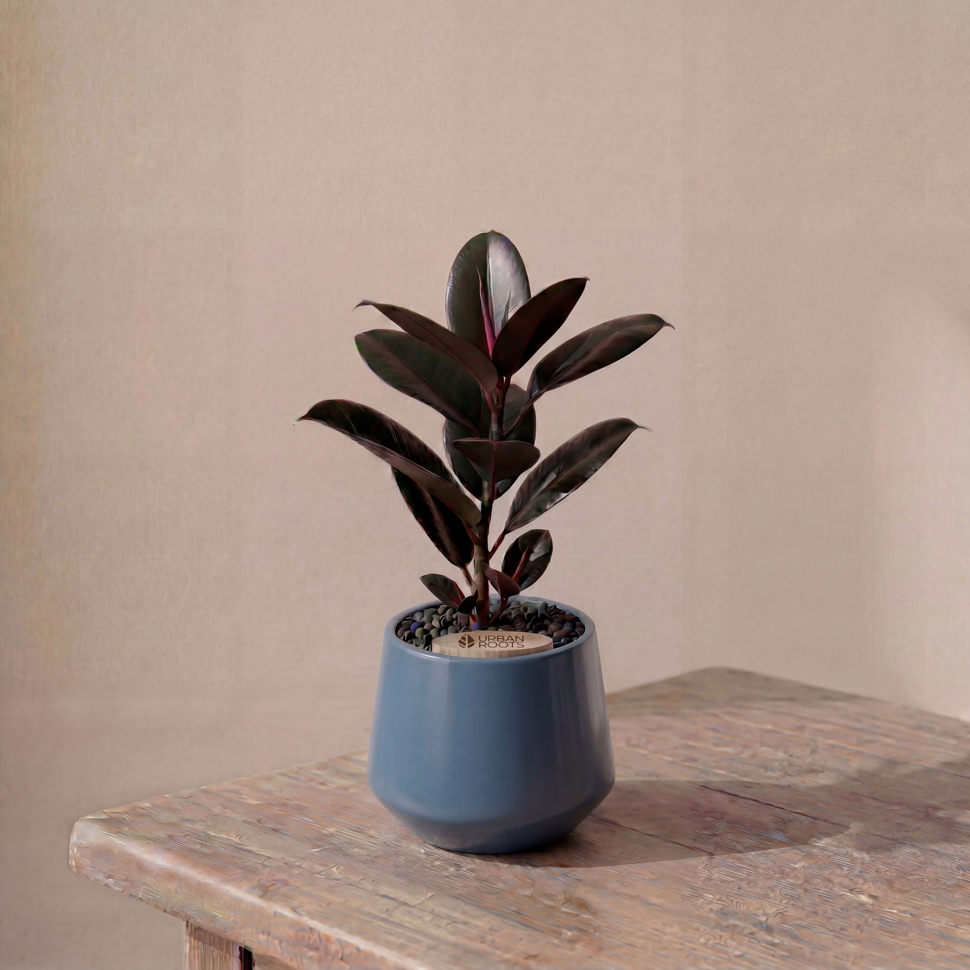 Rubber Fig in Toto pot (Ficus Elastica)
