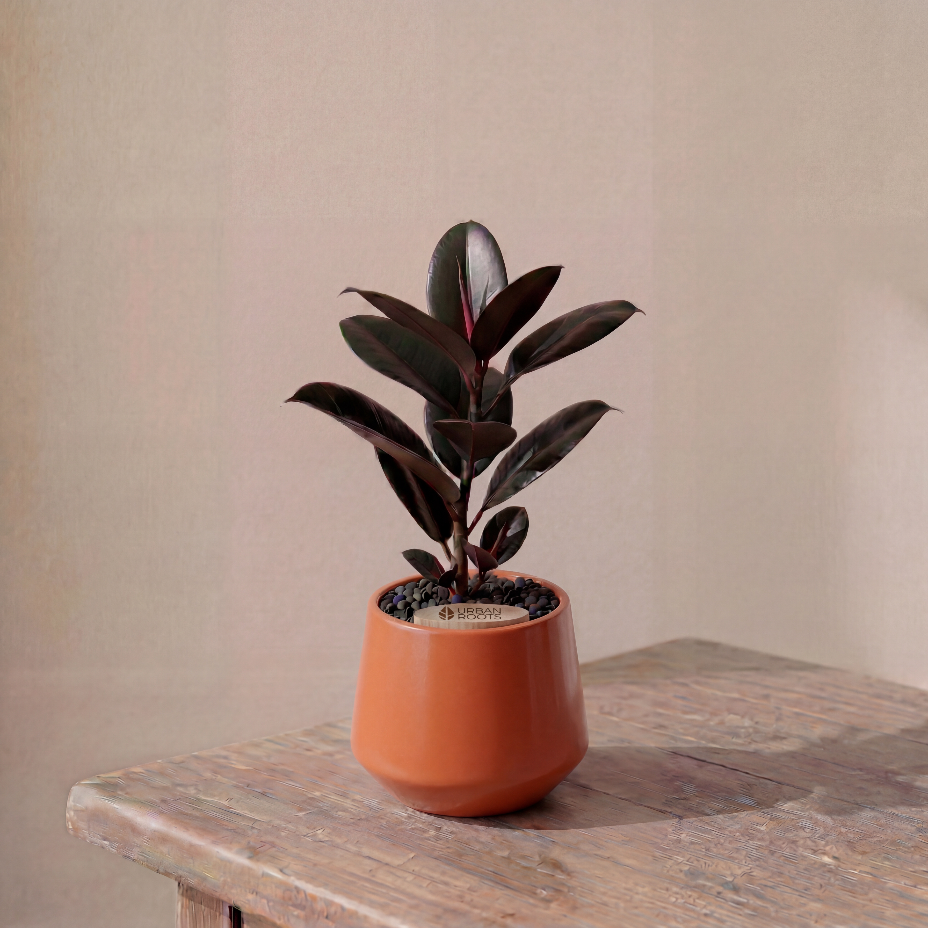 Rubber Fig in Toto pot (Ficus Elastica)