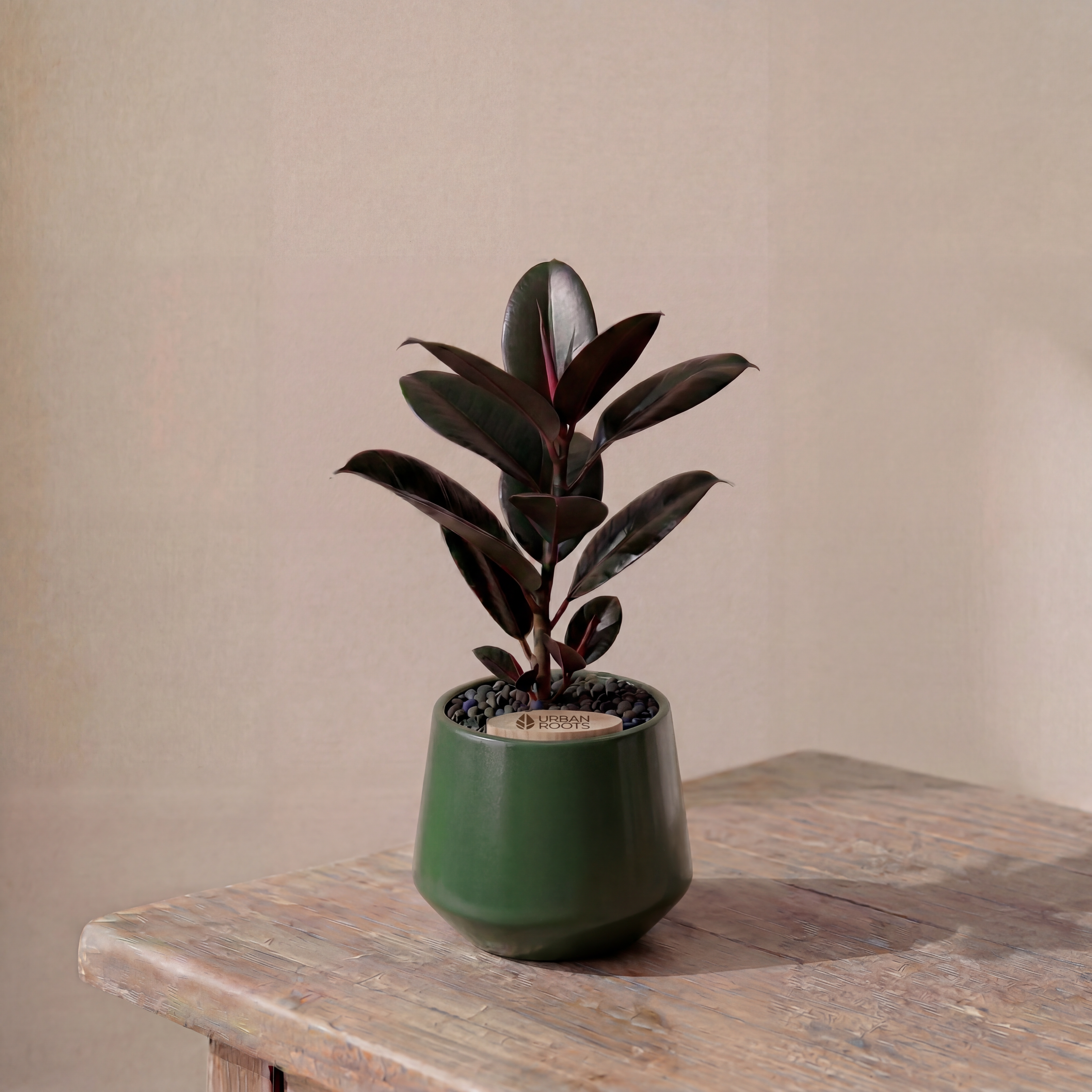 Rubber Fig in Toto pot (Ficus Elastica)