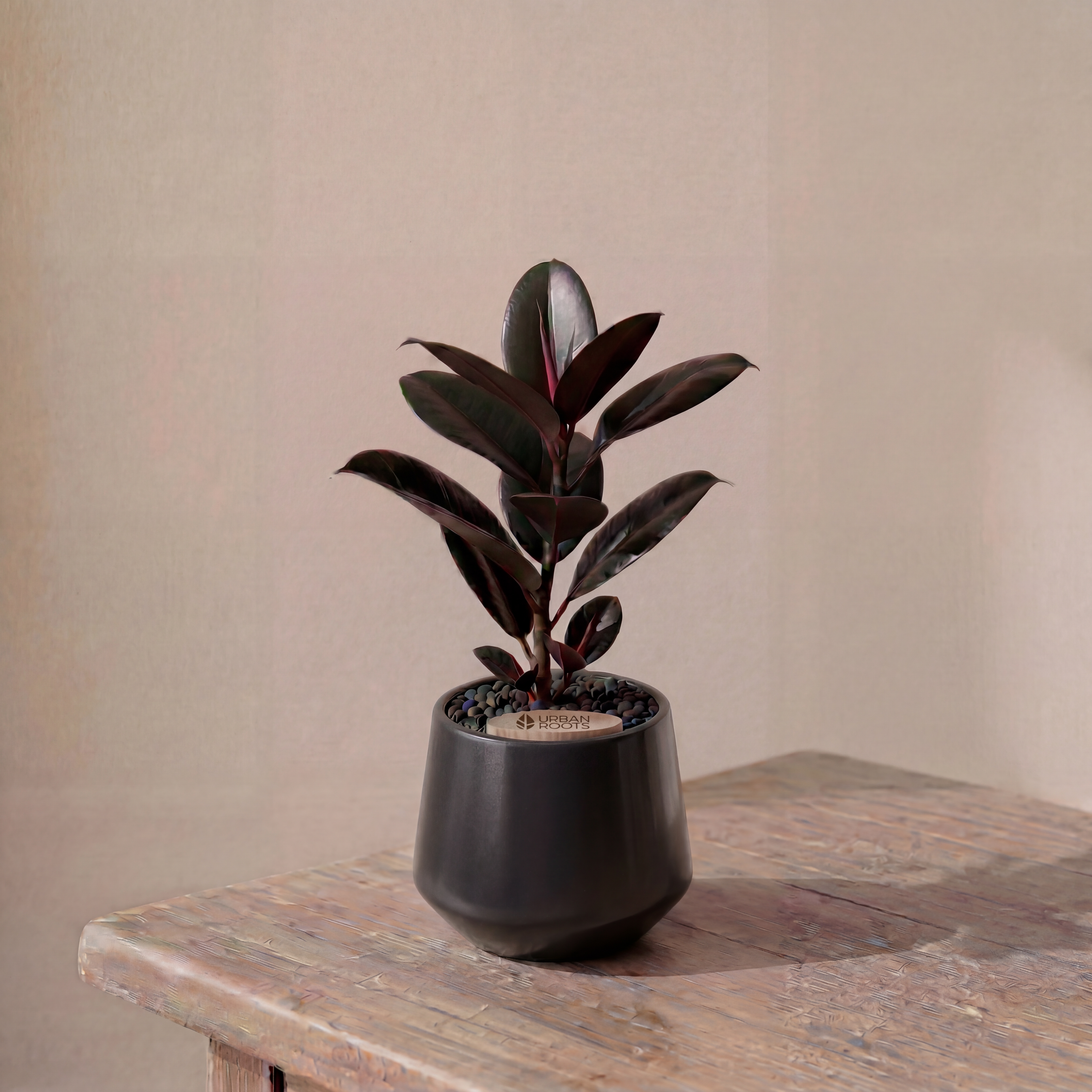 Rubber Fig in Toto pot (Ficus Elastica)