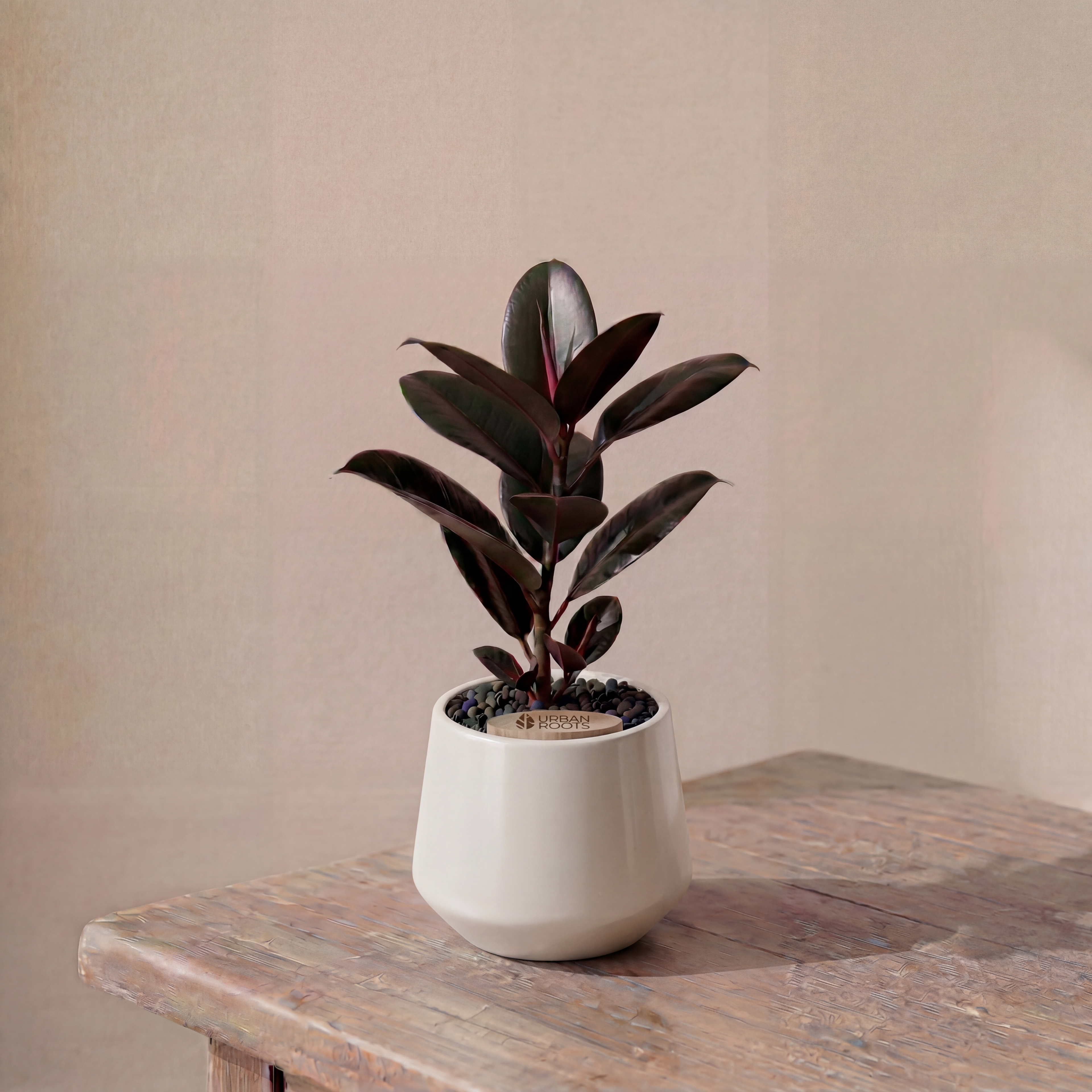 Rubber Fig in Toto pot (Ficus Elastica)