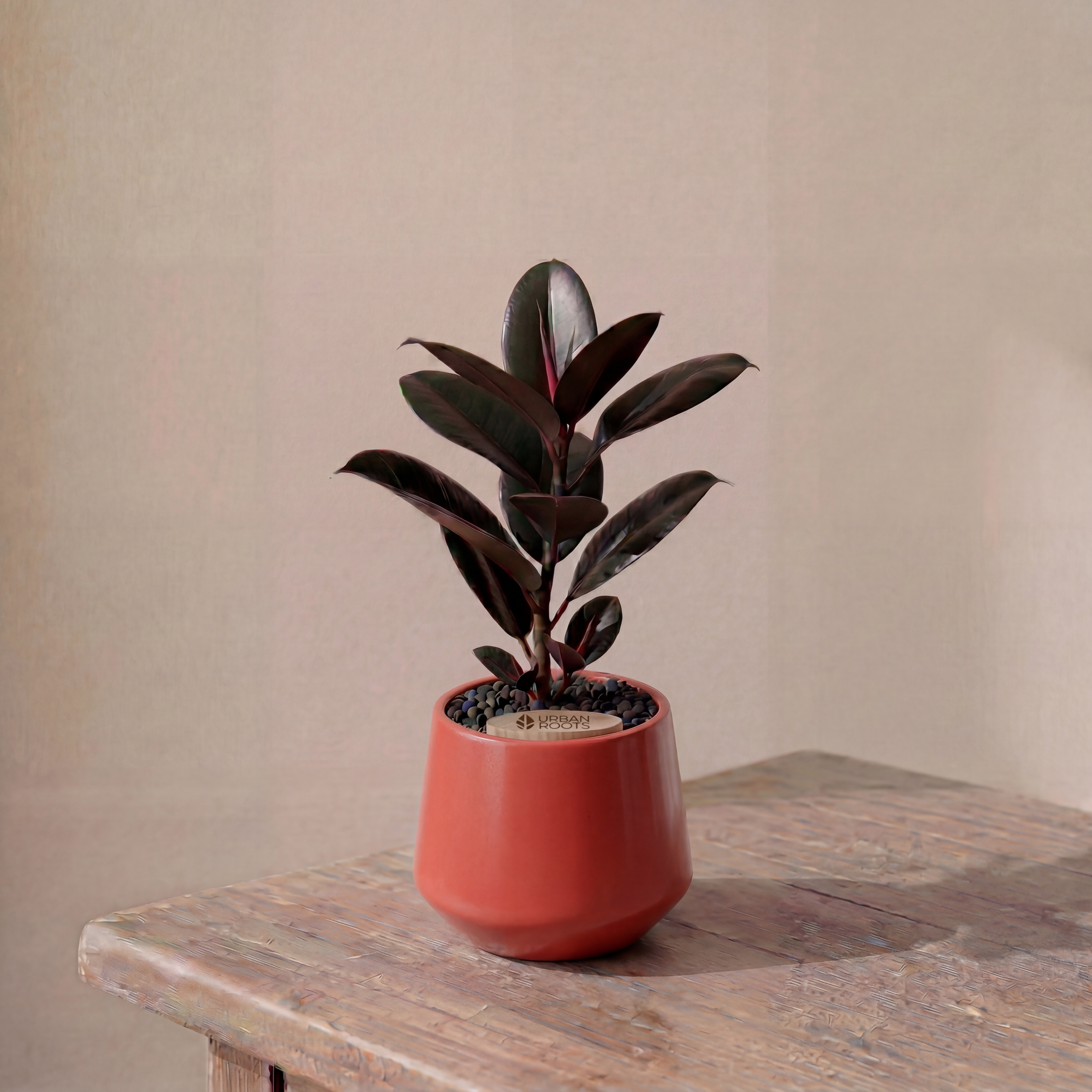 Rubber Fig in Toto pot (Ficus Elastica)