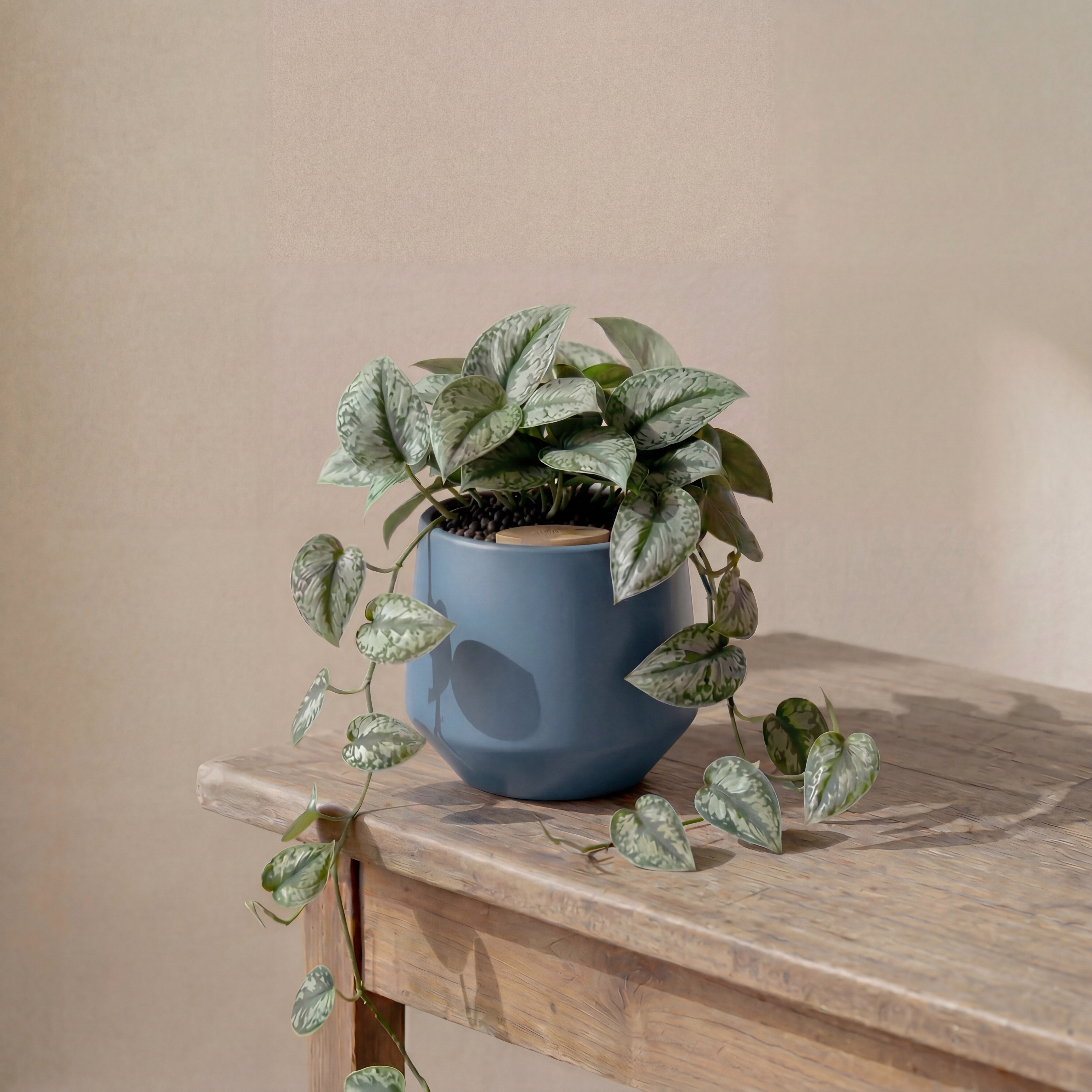 Satin Pothos in Toto pot (Scindapsus Pictus ‘Exotica’)