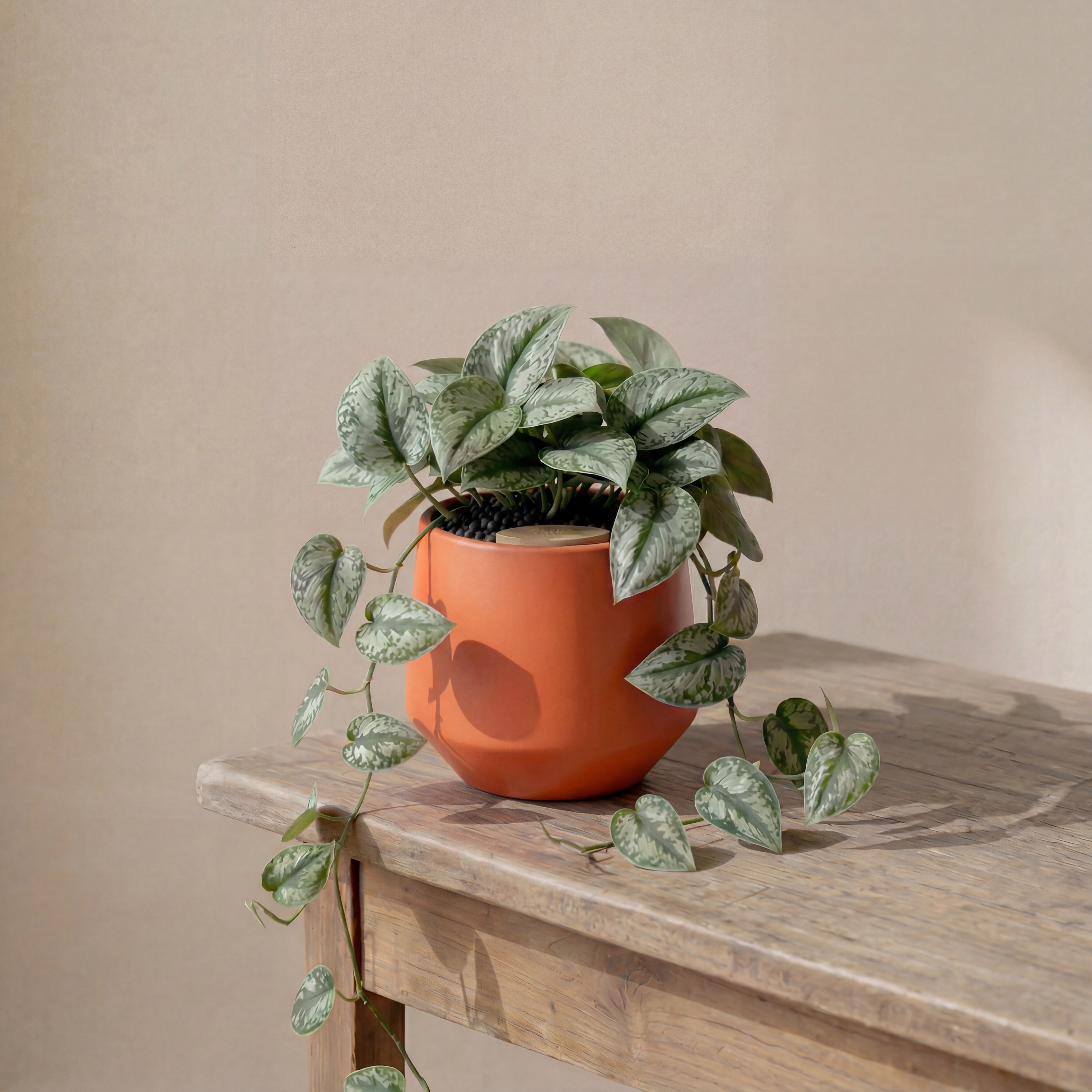 Satin Pothos in Toto pot (Scindapsus Pictus ‘Exotica’)