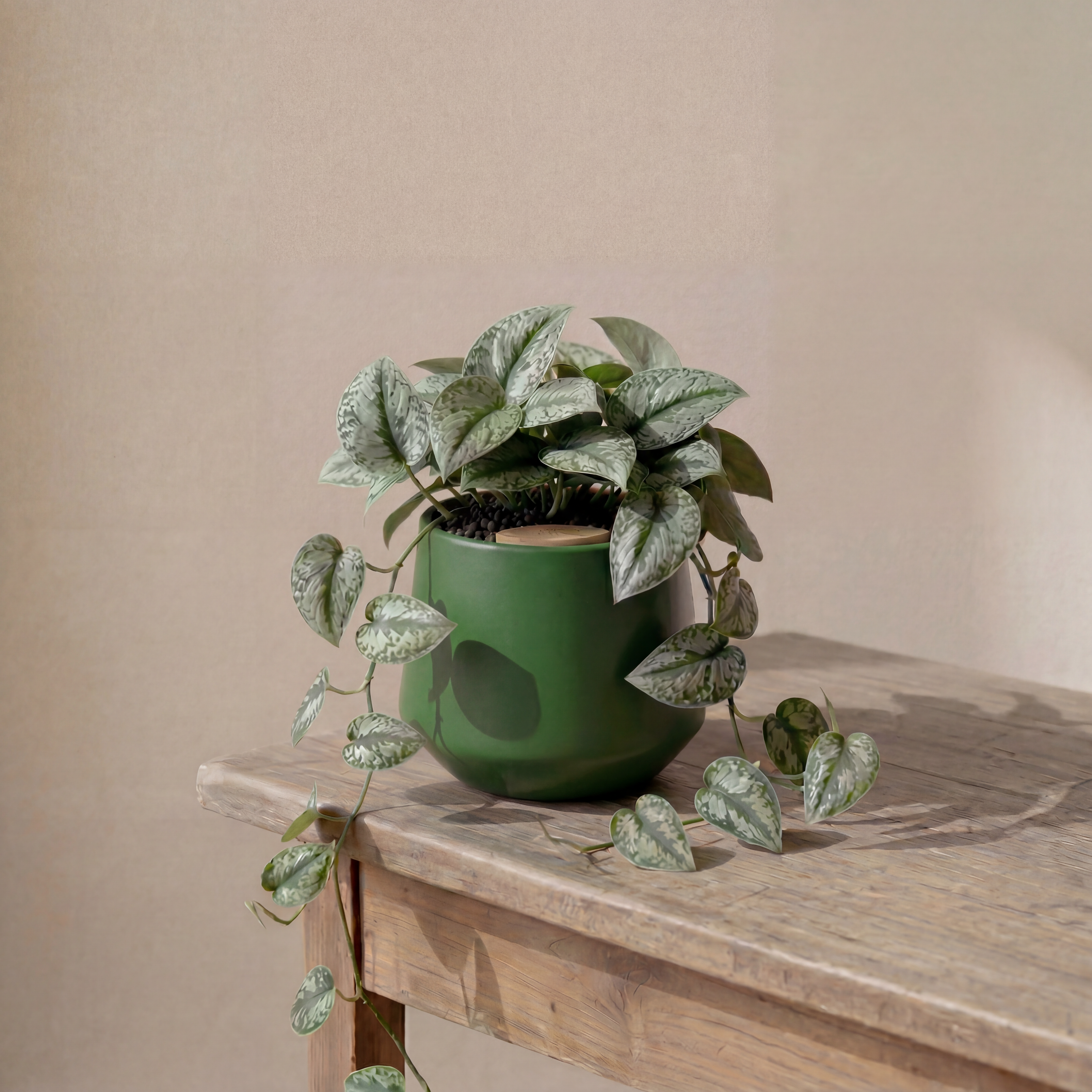 Satin Pothos in Toto pot (Scindapsus Pictus ‘Exotica’)