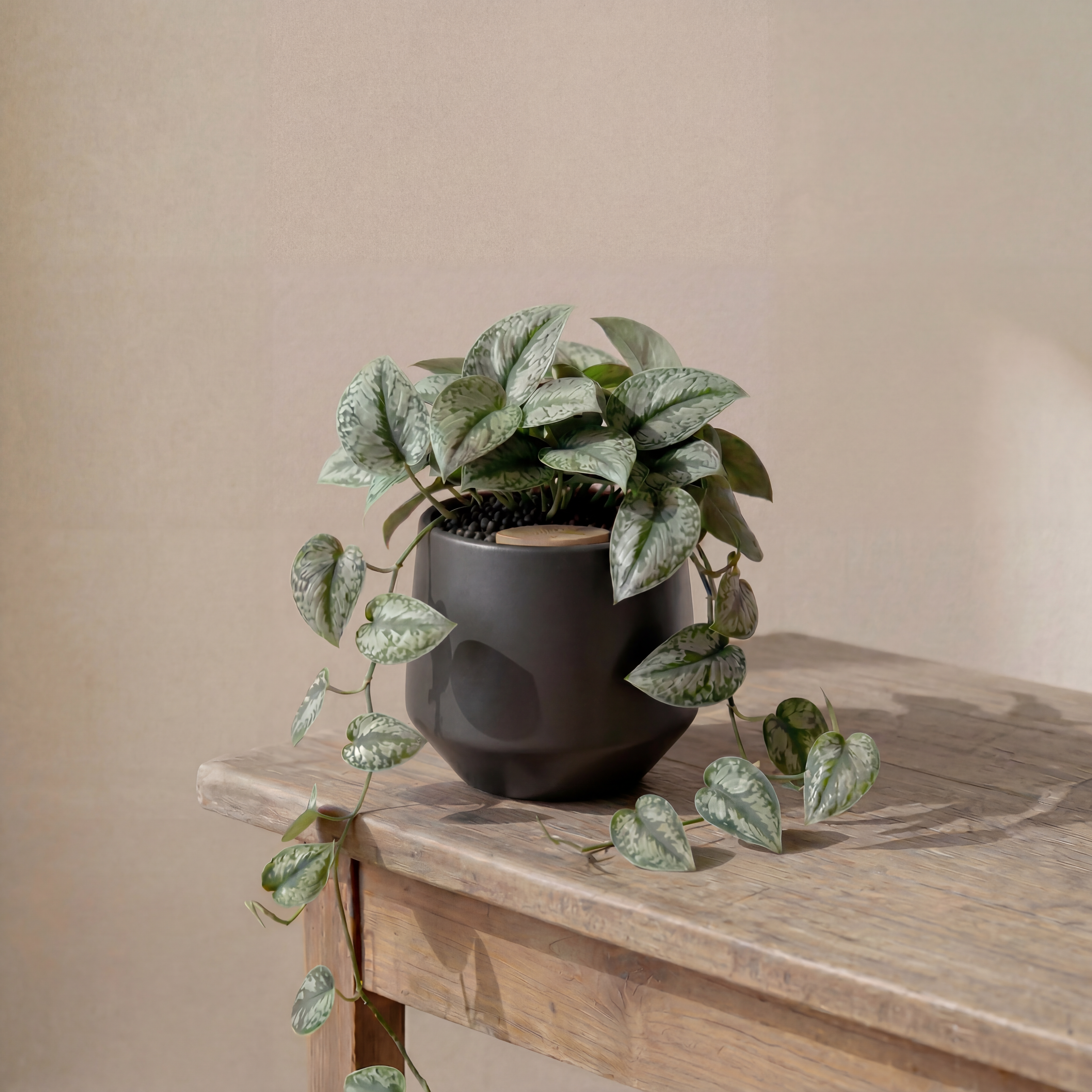 Satin Pothos in Toto pot (Scindapsus Pictus ‘Exotica’)