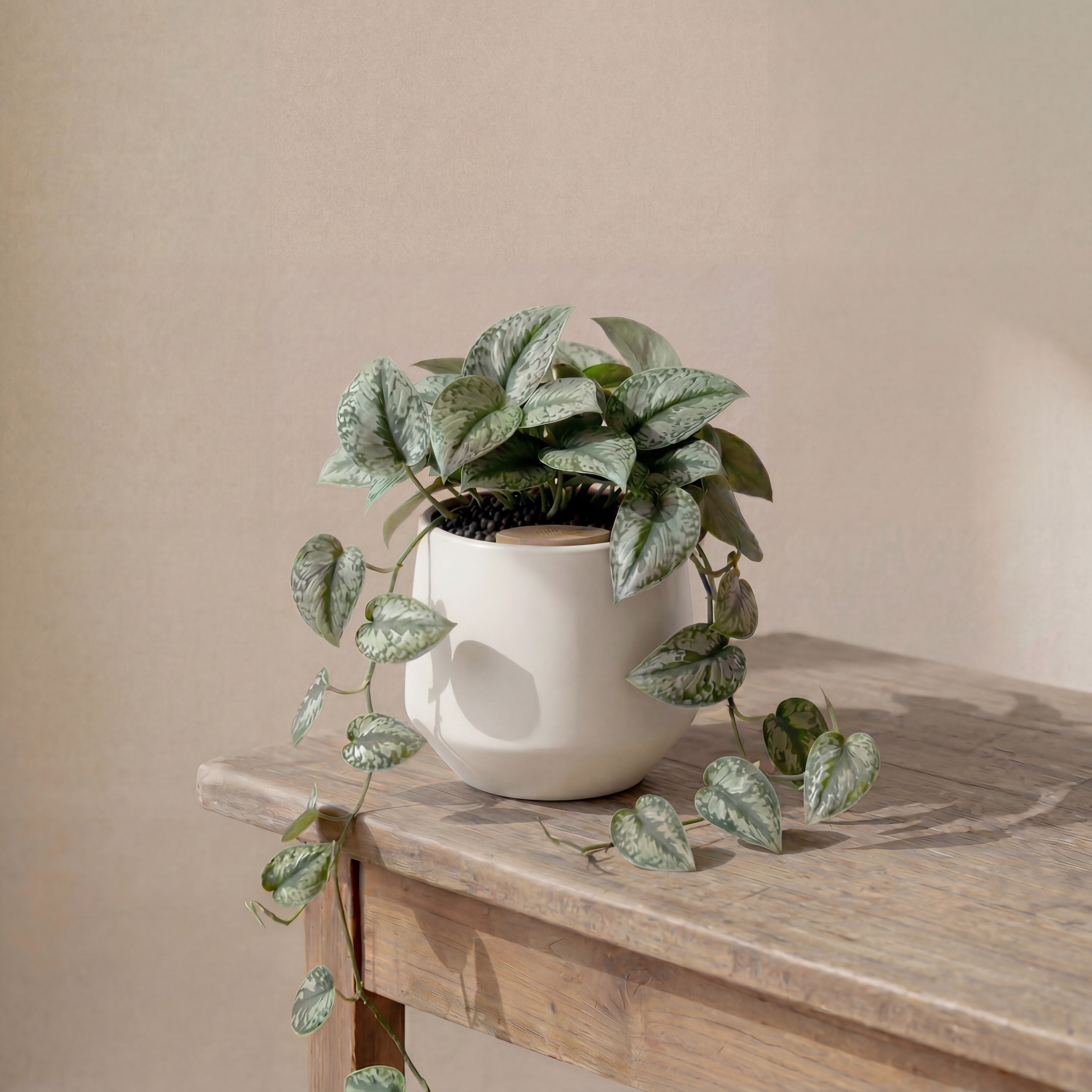 Satin Pothos in Toto pot (Scindapsus Pictus ‘Exotica’)