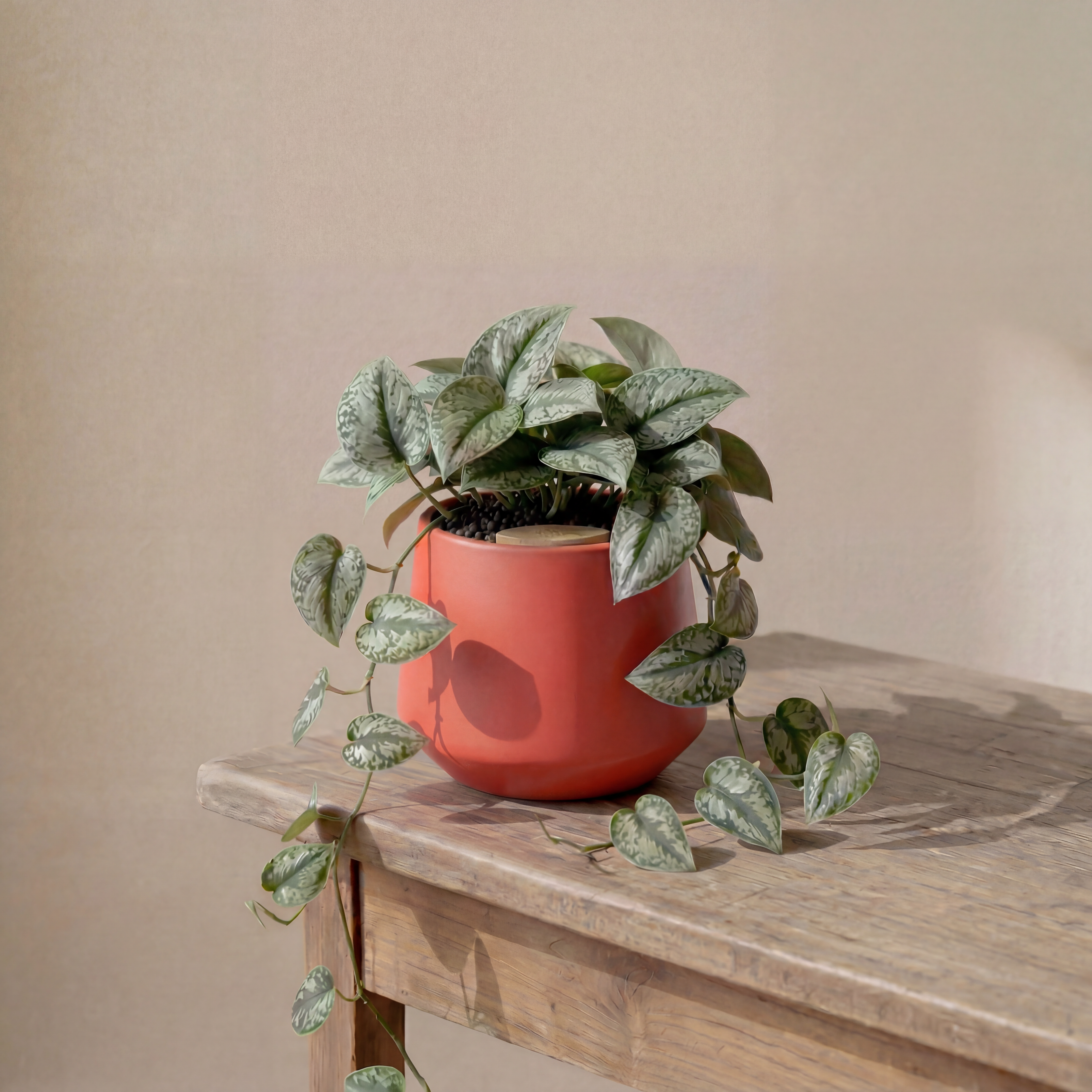 Satin Pothos in Toto pot (Scindapsus Pictus ‘Exotica’)