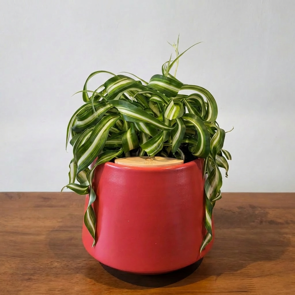 Bonnie Spider Plant in Toto pot (Chlorophytum comosum)