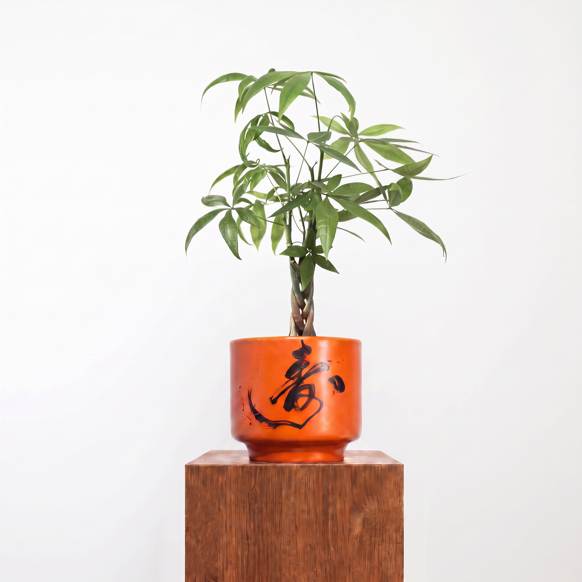 "春 Chūn" Spring — Limited Edition Mid-Autumn Haku