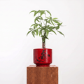 "春 Chūn" Spring — Limited Edition Mid-Autumn Haku