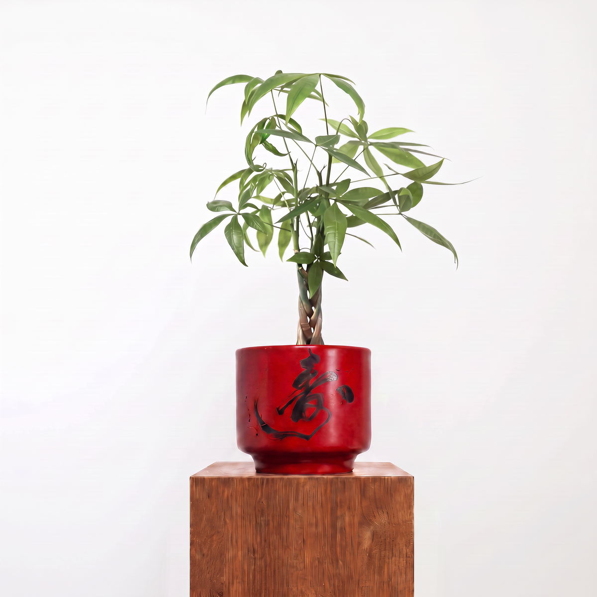 "春 Chūn" Spring — Limited Edition Mid-Autumn Haku