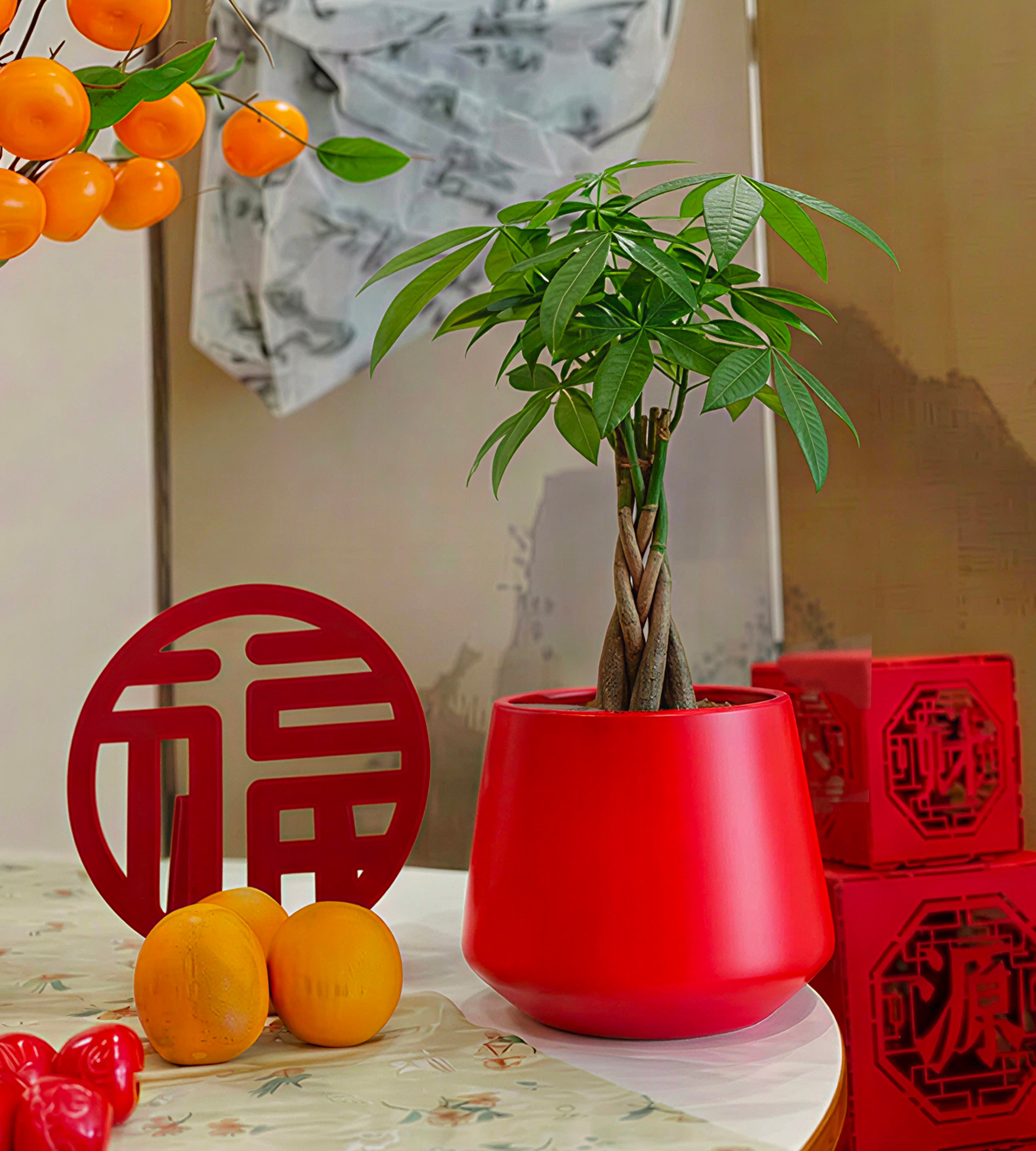 [PRE ORDER] Money Tree in Toto pot (Pachira Aquatica)