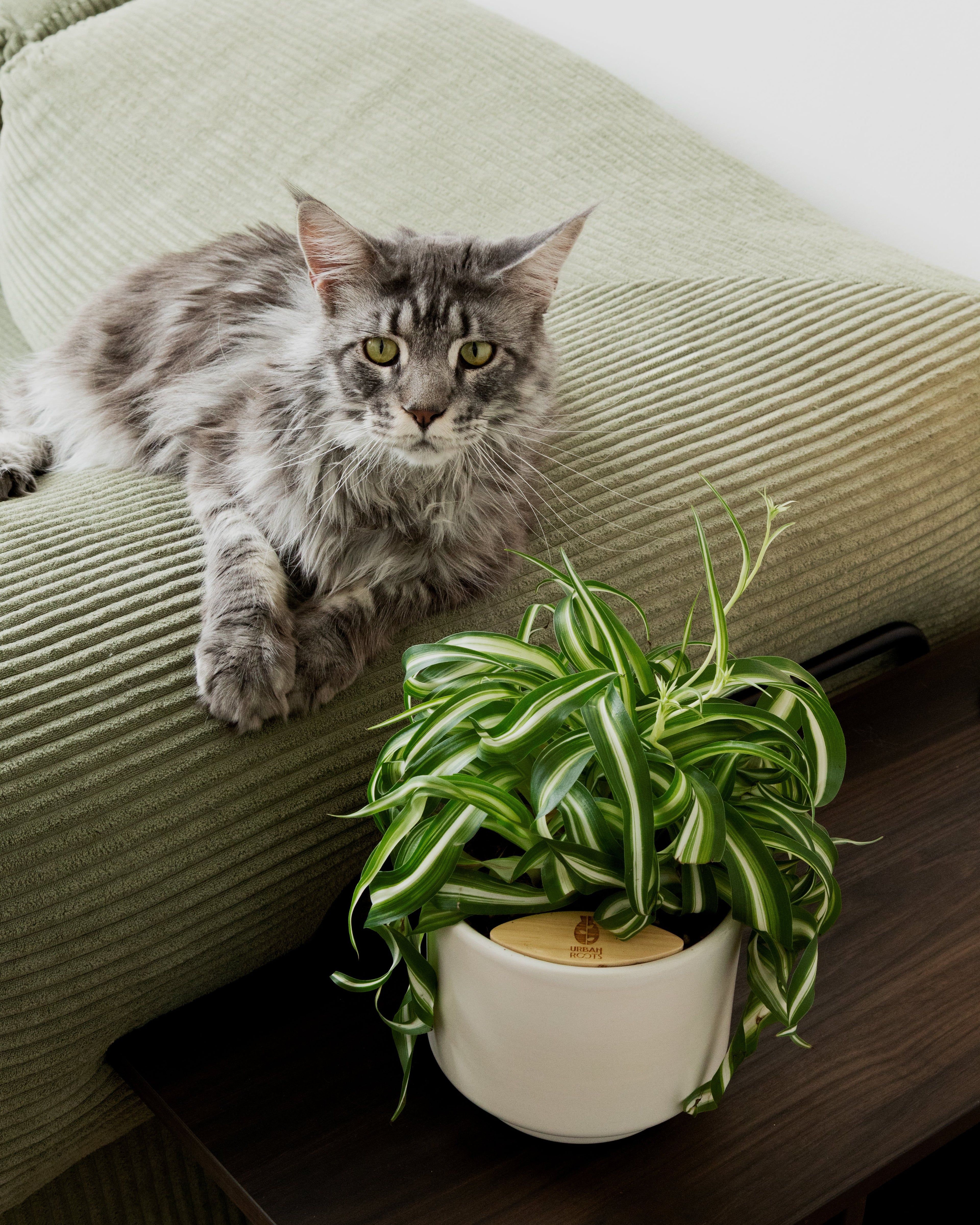 [PRE ORDER] Bonnie Spider Plant (Chlorophytum comosum)