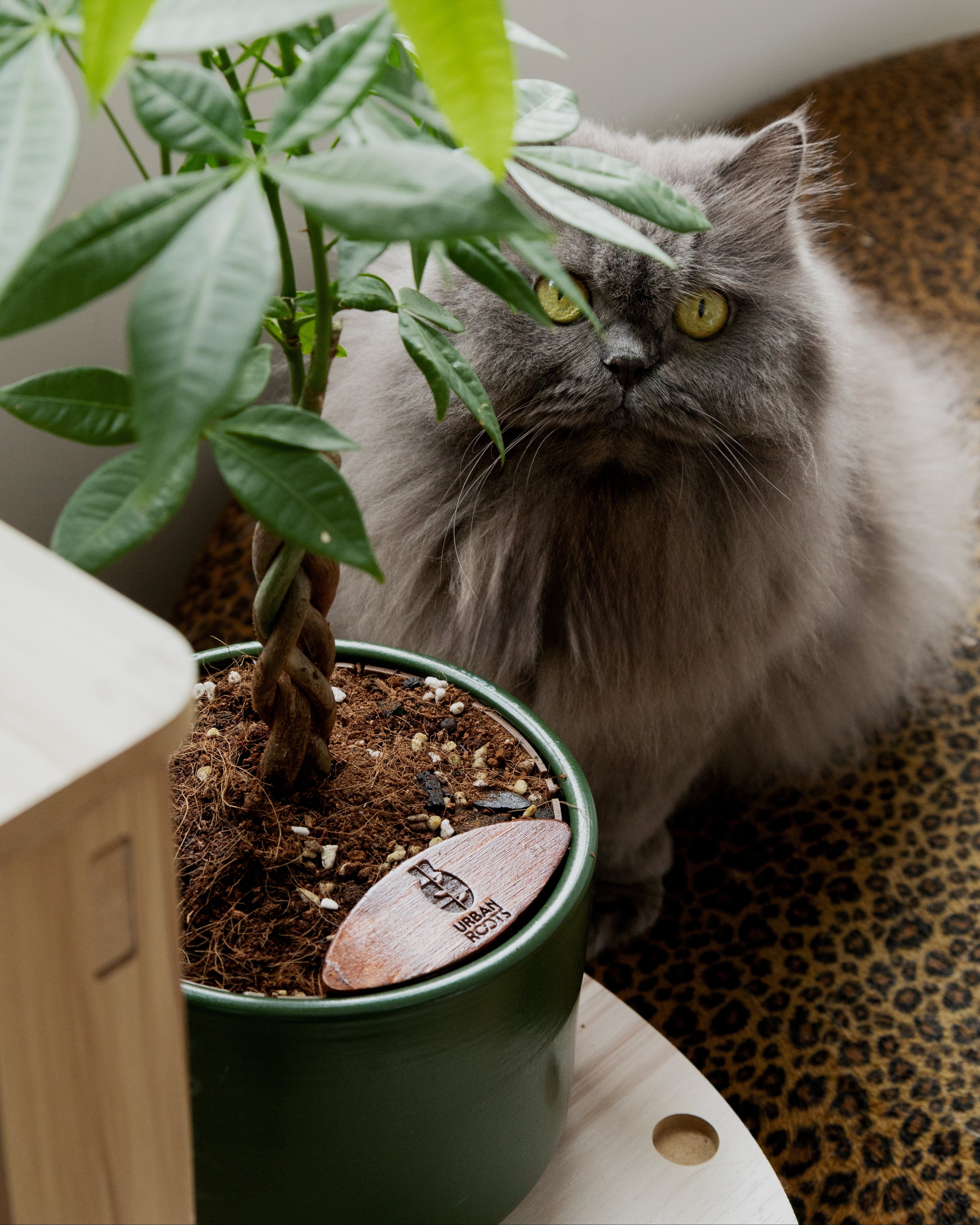 [PRE ORDER] Money Tree (Pachira Aquatica)